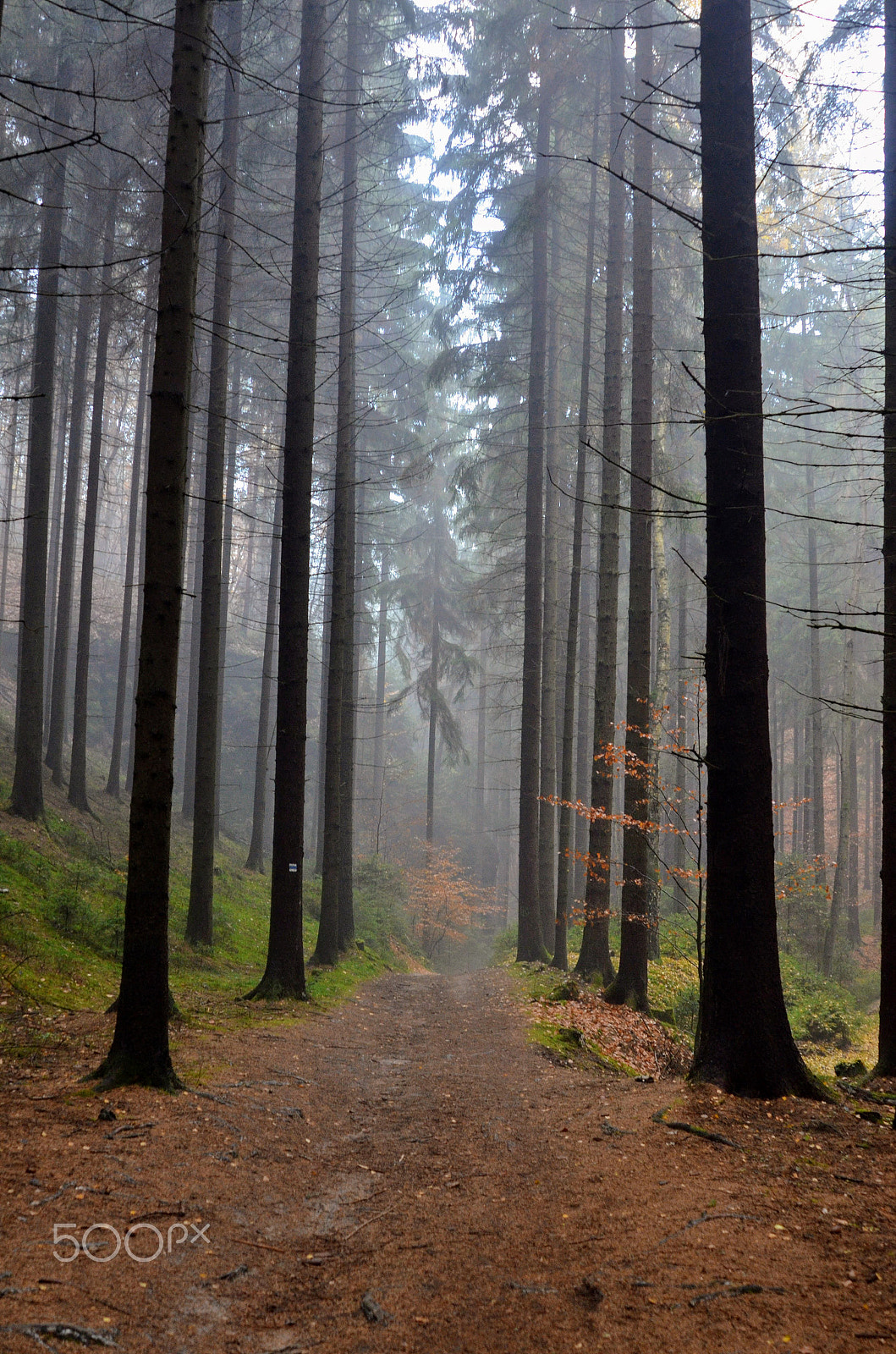 Nikon AF Nikkor 24-85mm F2.8-4D IF sample photo. In the forest photography