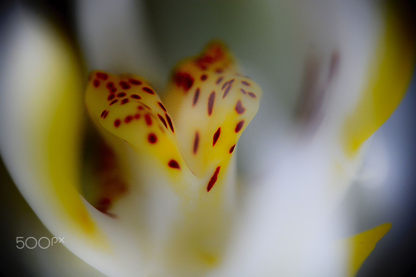 Nikon AF-S Micro-Nikkor 60mm F2.8G ED sample photo. Detalhe de orquídea -beautiful orchid detail photography