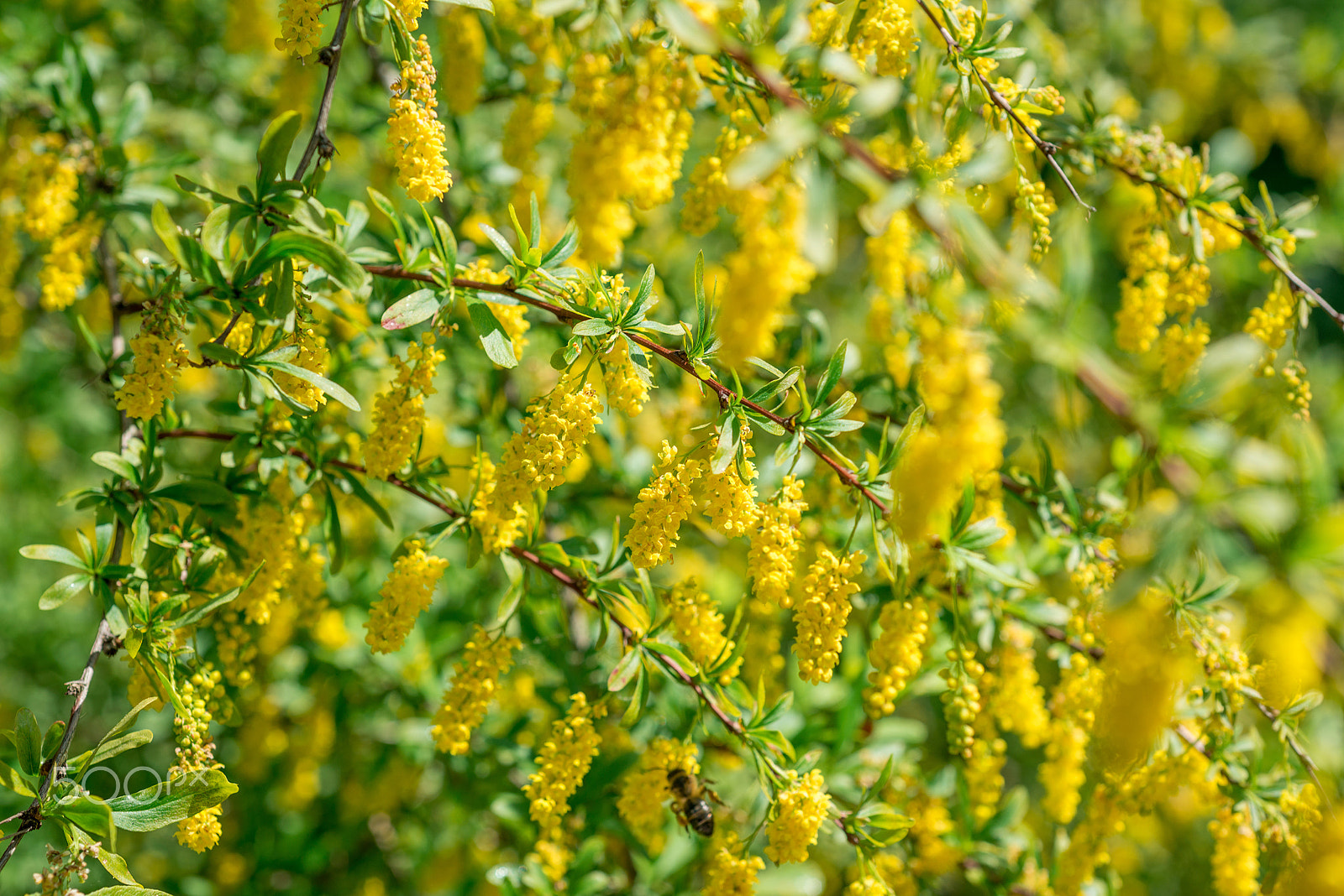 Nikon AF Micro-Nikkor 60mm F2.8D sample photo. Berberis vulgaris flowers photography