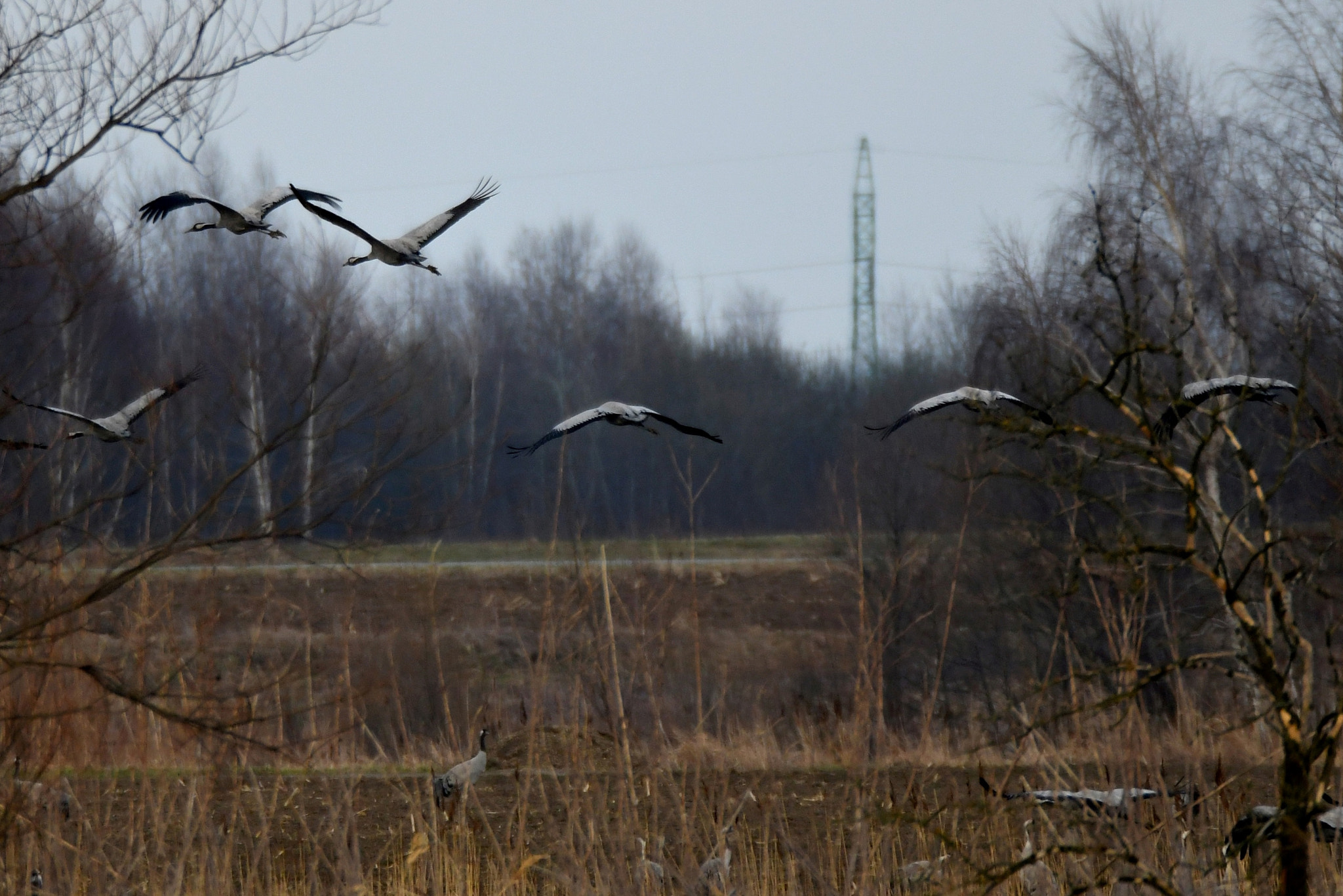 Nikon D500 sample photo. Crane (grus grus) photography