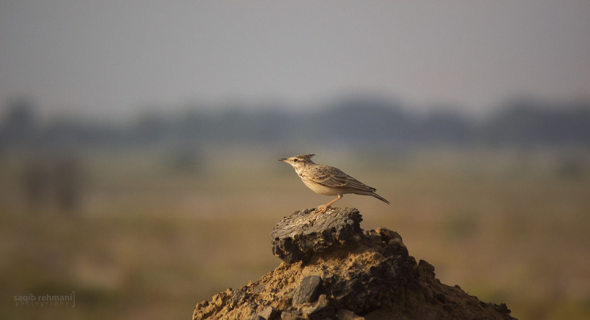 Canon EF-S 55-250mm F4-5.6 IS II sample photo. Crested lark photography