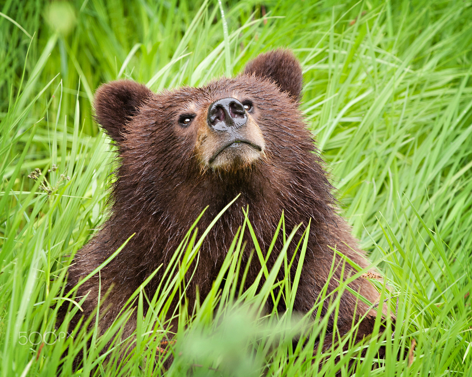 Canon EOS 40D sample photo. Grizzly bear cub sitting in the long grass in the wild, sniffing the air photography