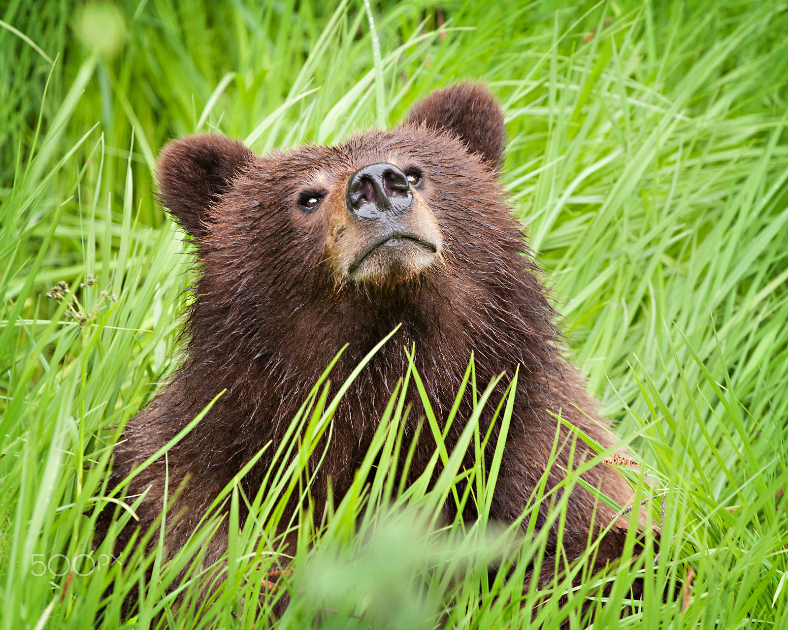 Canon EOS 40D + Canon EF 70-200mm F4L USM sample photo. Grizzly bear cub sitting in the long grass in the wild, sniffing the air photography