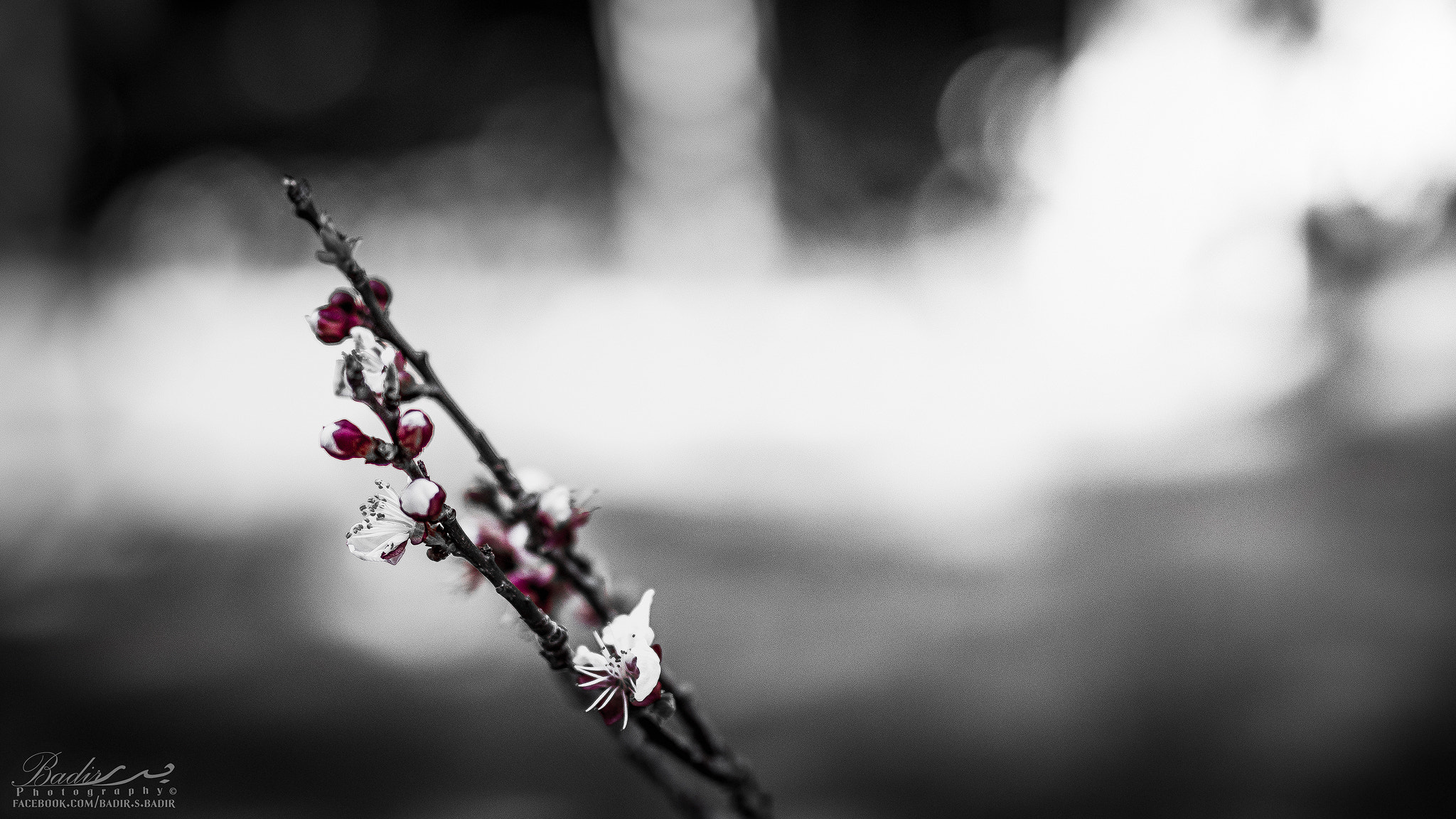 Nikon D7200 + Sigma 50mm F1.4 DG HSM Art sample photo. Springtime 2017 photography