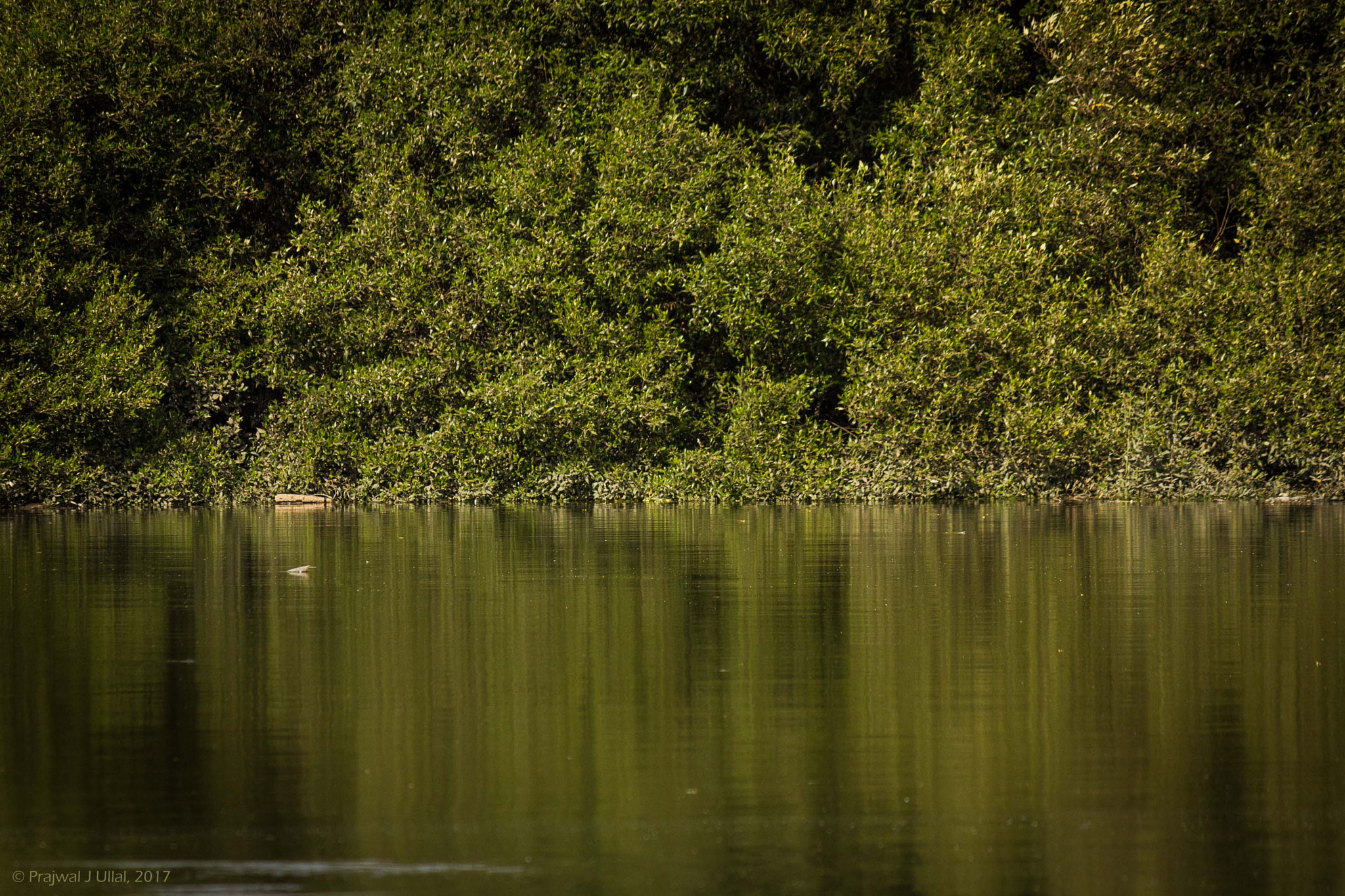 Canon EF-S 55-250mm F4-5.6 IS sample photo. The smudged reflection photography