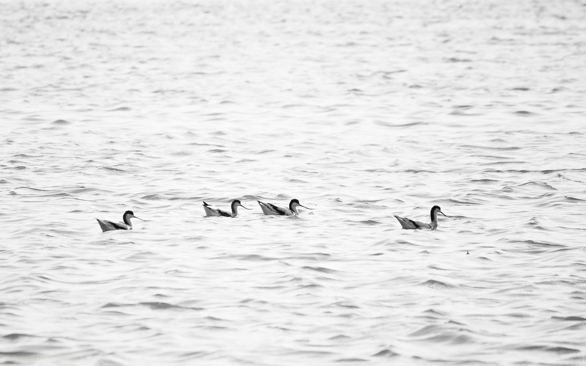 Canon EF-S 55-250mm F4-5.6 IS sample photo. Floating photography