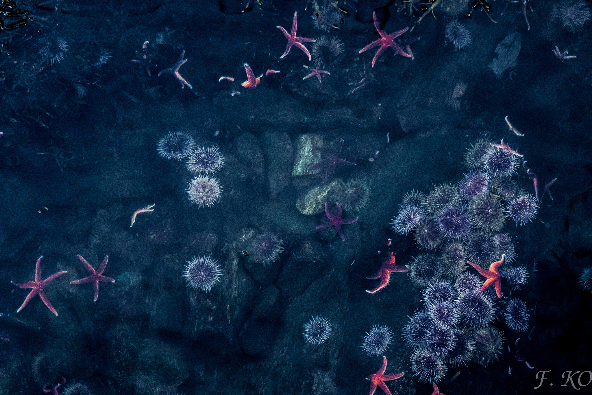 Olympus OM-D E-M5 II sample photo. Patrick star photography