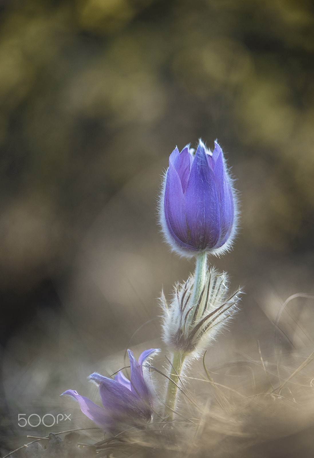 Nikon AF-S Micro-Nikkor 105mm F2.8G IF-ED VR sample photo. Sunbathers photography