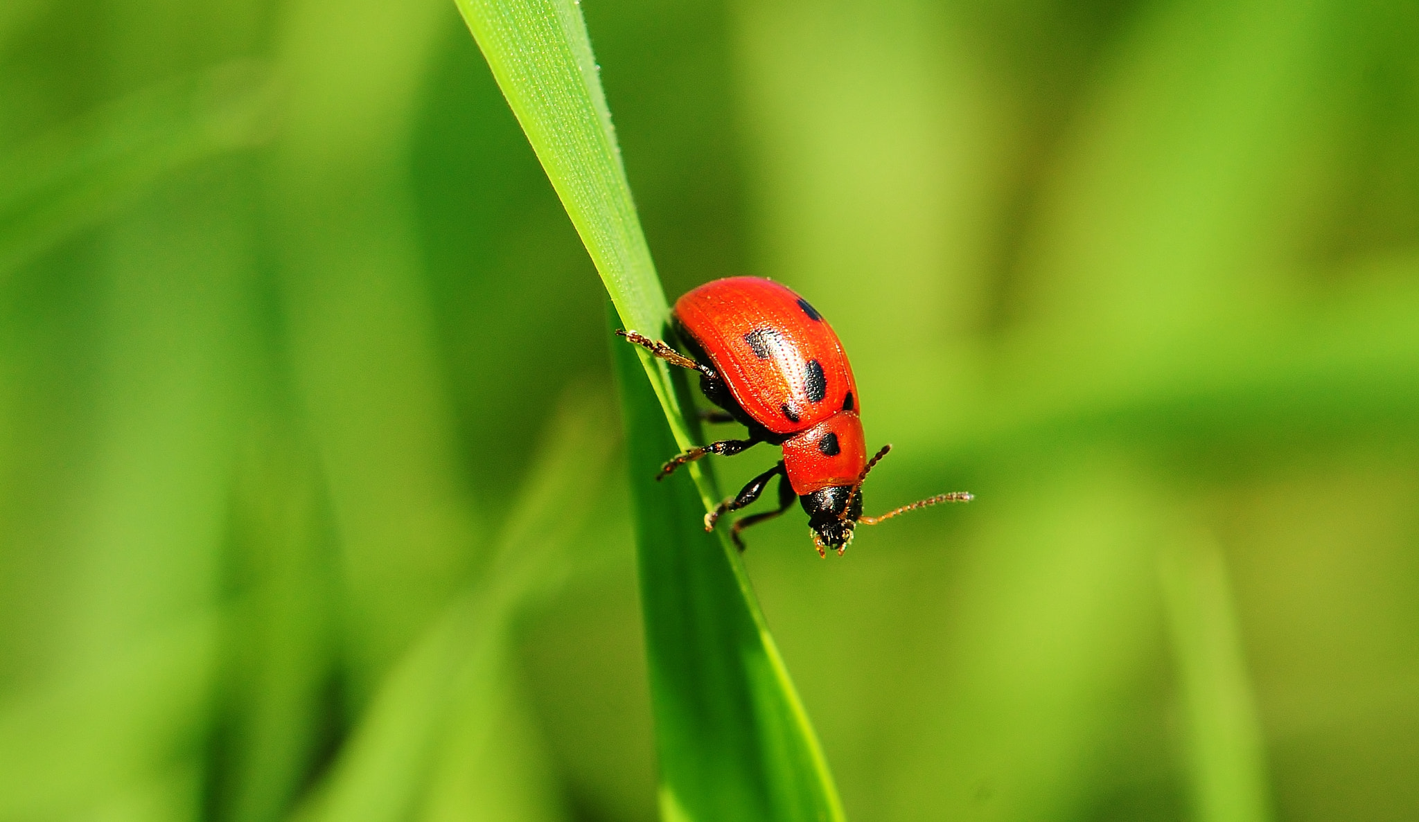 Nikon AF-S Micro-Nikkor 105mm F2.8G IF-ED VR sample photo. The lucerne leaf beetle photography