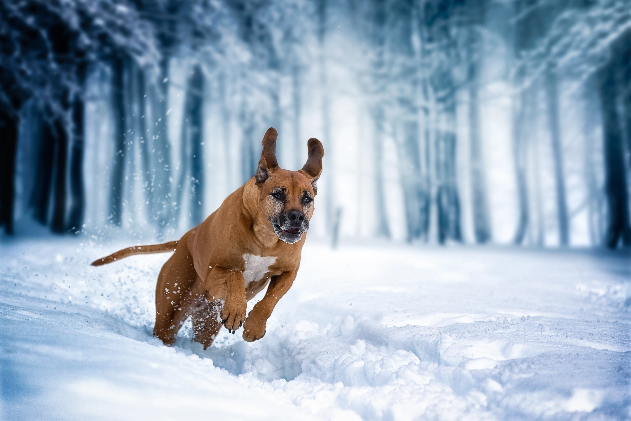 Canon EOS-1D X Mark II sample photo. Hot ice photography