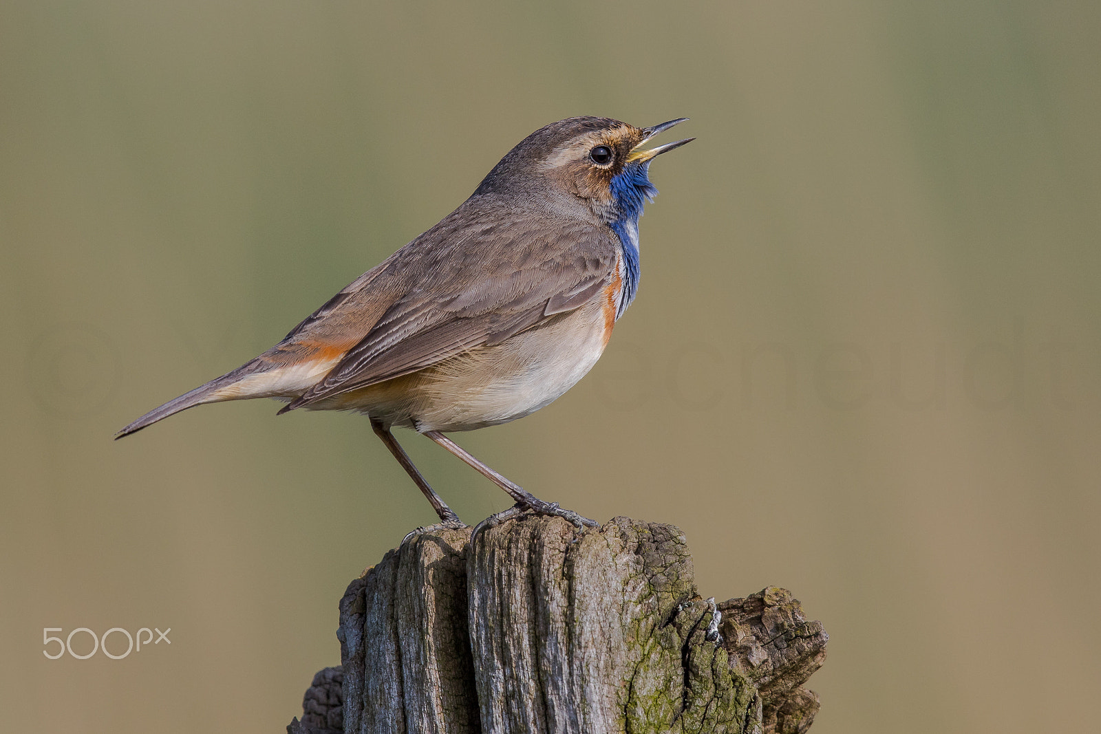 Canon EF 500mm F4L IS II USM sample photo. Spring is in the air !! bluetroat photography