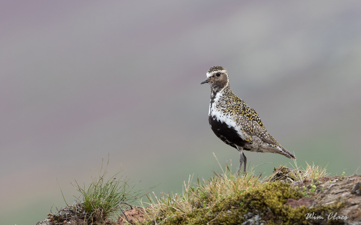 Canon EOS 7D Mark II sample photo. European golden plover/ goudplevier photography