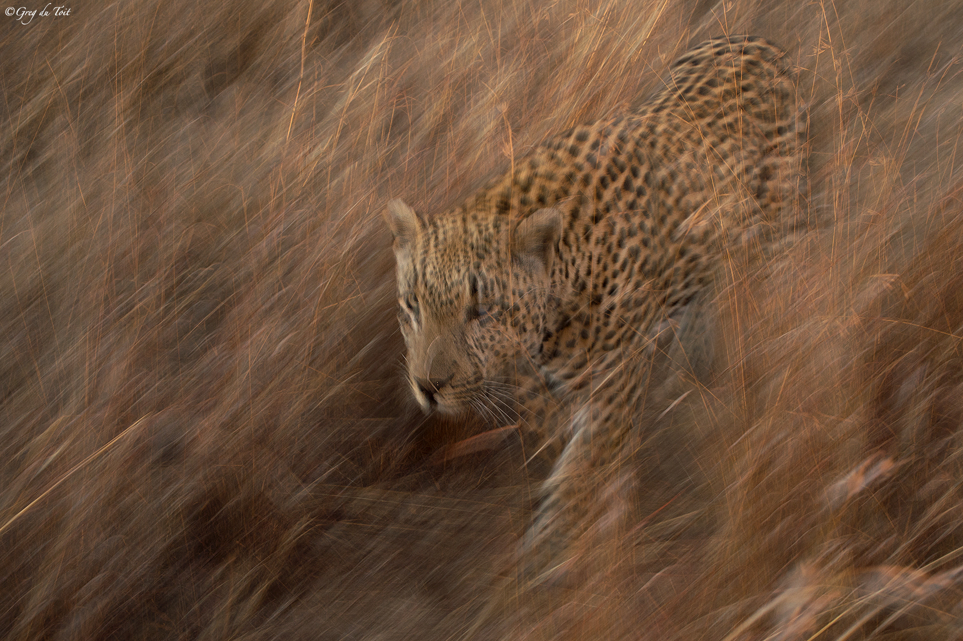 Nikon D4S sample photo. Walking tall in long grass photography