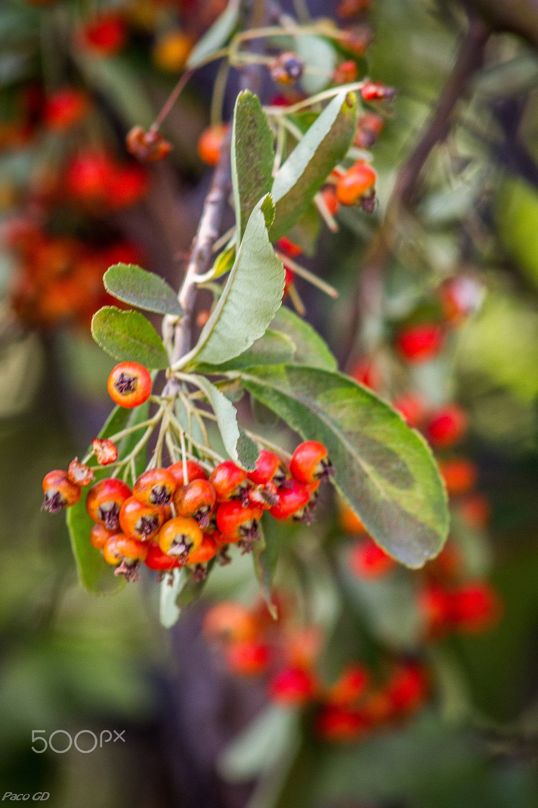 EF75-300mm f/4-5.6 sample photo. Fruto del serbal photography