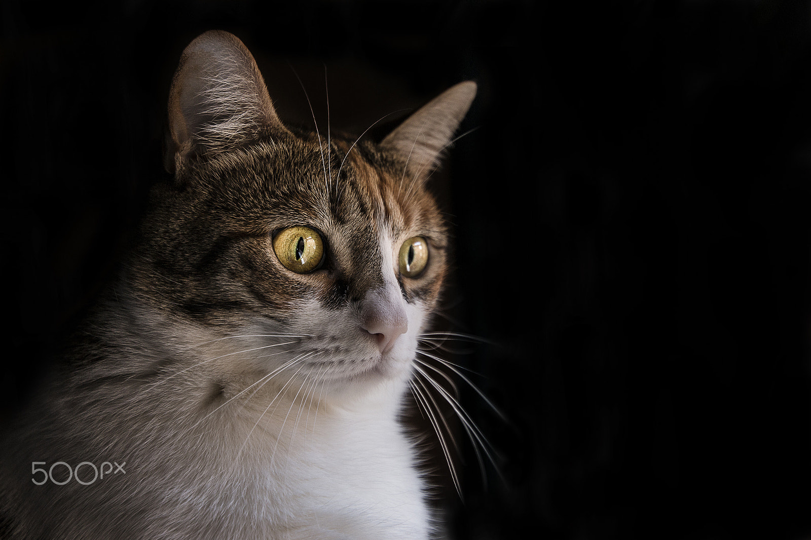 Canon EF 300mm f/2.8L sample photo. Abby photography