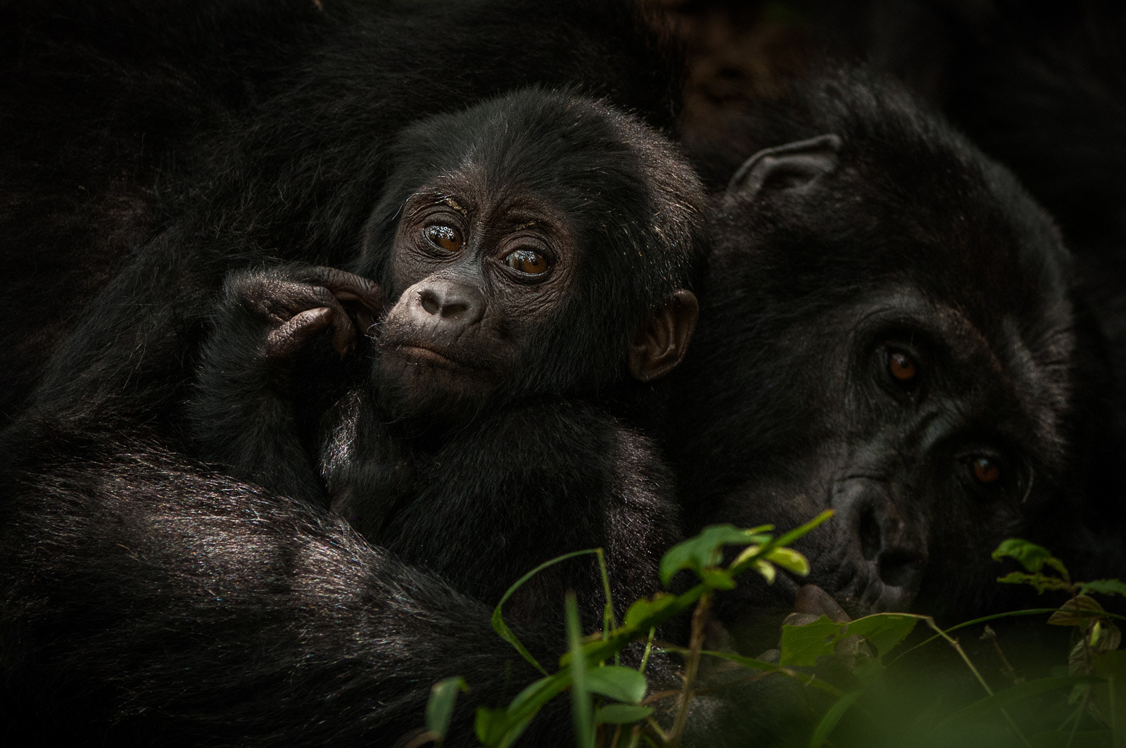 Nikon D300 + Nikon AF-S Nikkor 200-400mm F4G ED-IF VR sample photo. Mountain gorillas photography