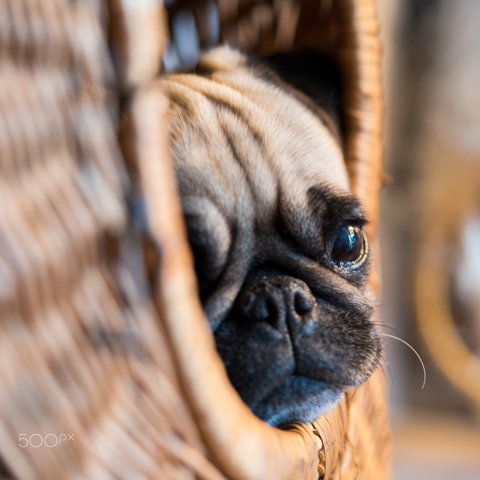 Sony a7 sample photo. My pug photography