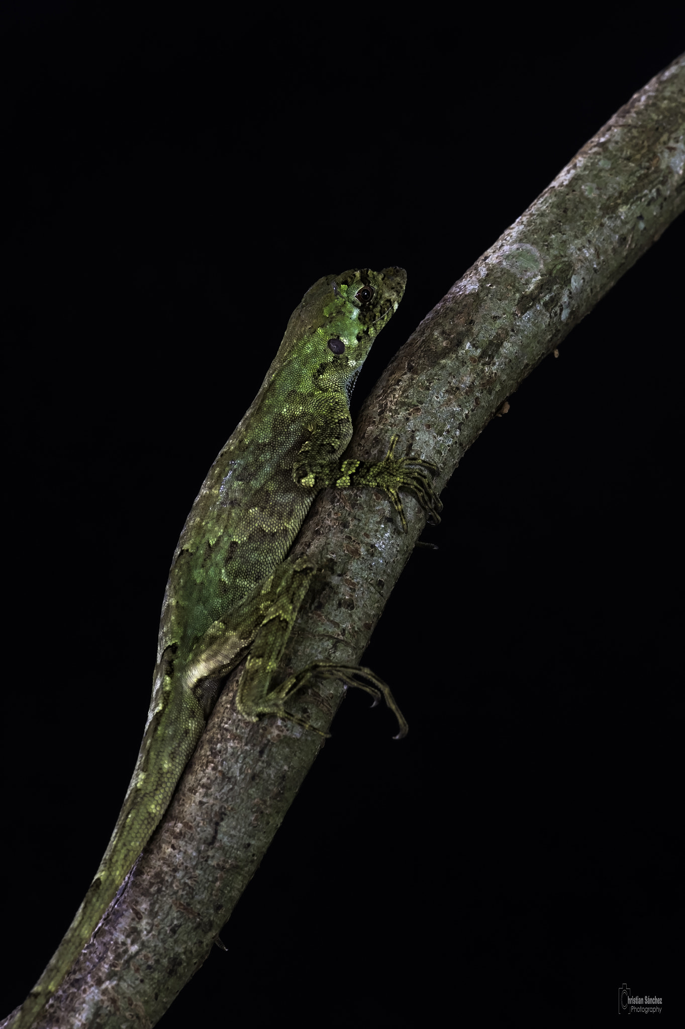 Nikon AF-S Micro-Nikkor 105mm F2.8G IF-ED VR sample photo. Pug-nosed anole photography