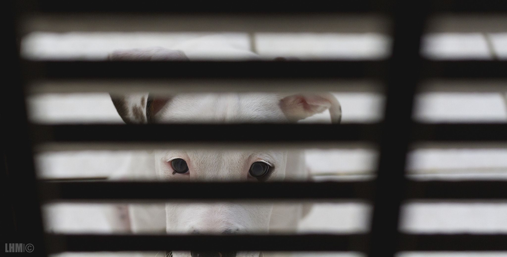 Canon EOS 7D + Canon EF 50mm F1.8 STM sample photo. Let me in! photography