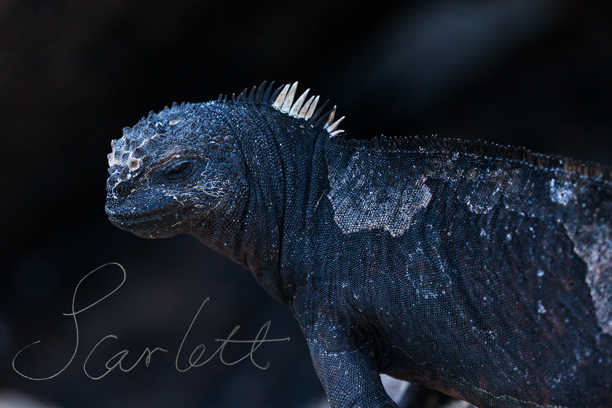 Canon EOS-1D X sample photo. Cold-blooded photography