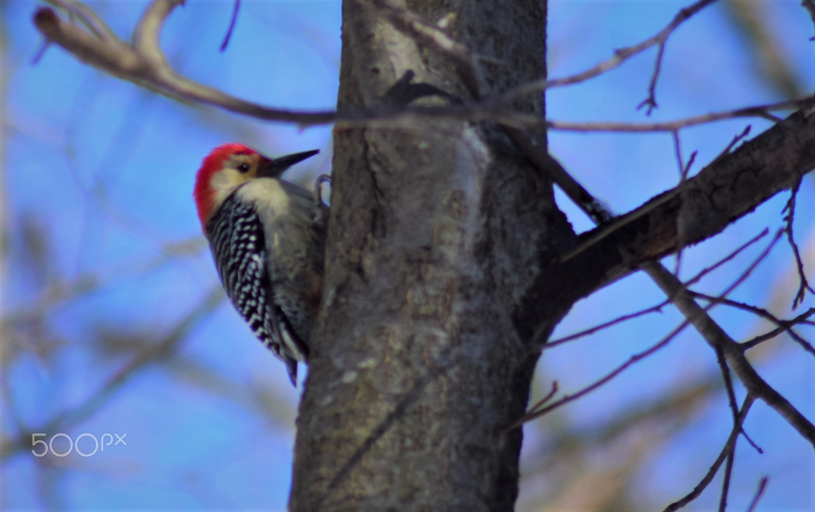 Nikon D3300 sample photo. Woodpecker posing on tree photography