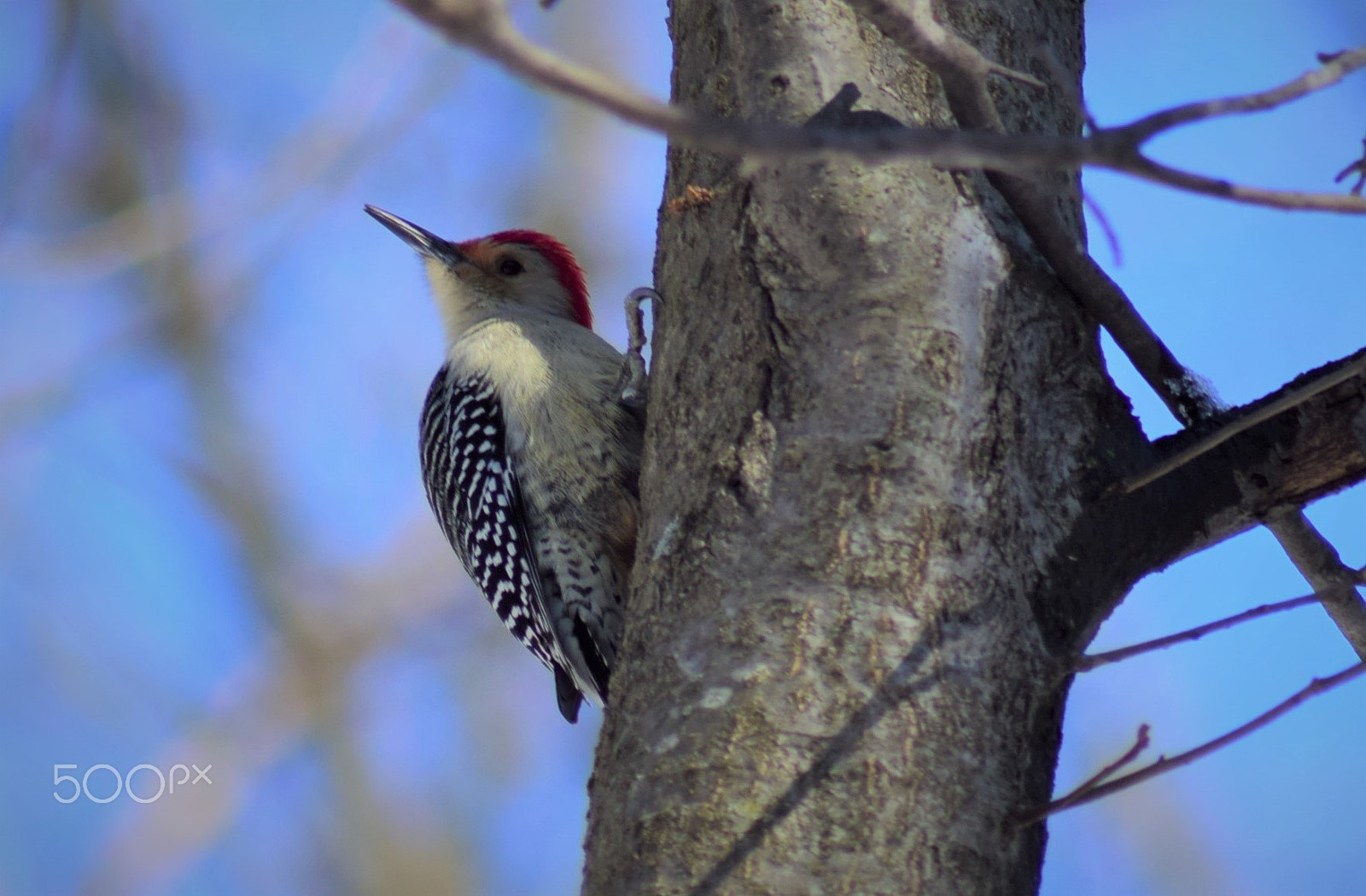 Nikon D3300 sample photo. Woodpecker posing sideways on tree photography