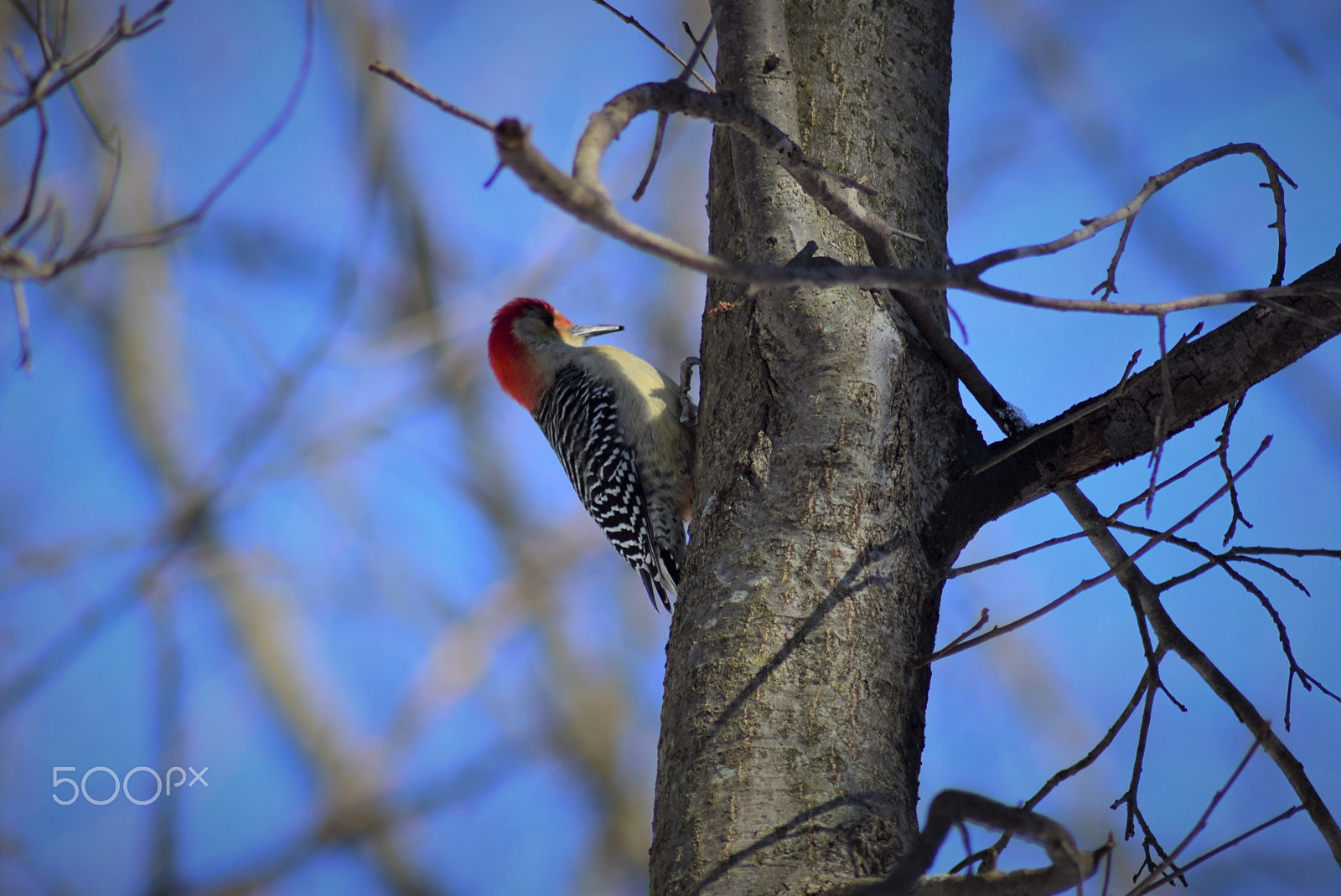 Nikon D3300 sample photo. Woodpecker sideways on tree photography