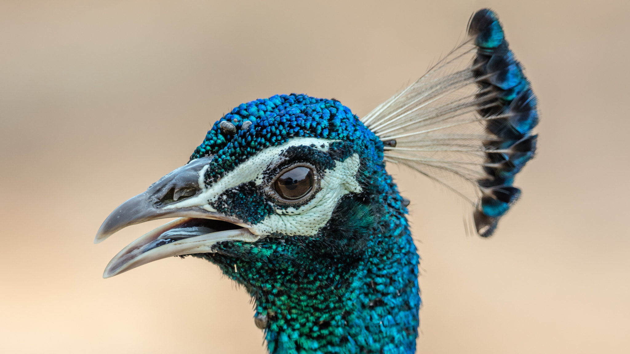 Canon EF 300mm F2.8L IS II USM sample photo. Pfau photography