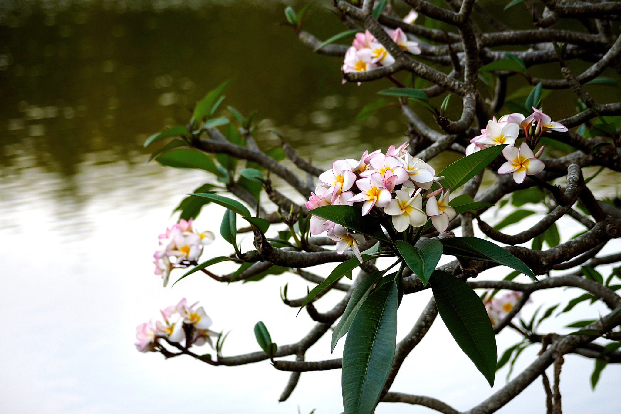 Sony a99 II sample photo. The tree flowers near the lake photography