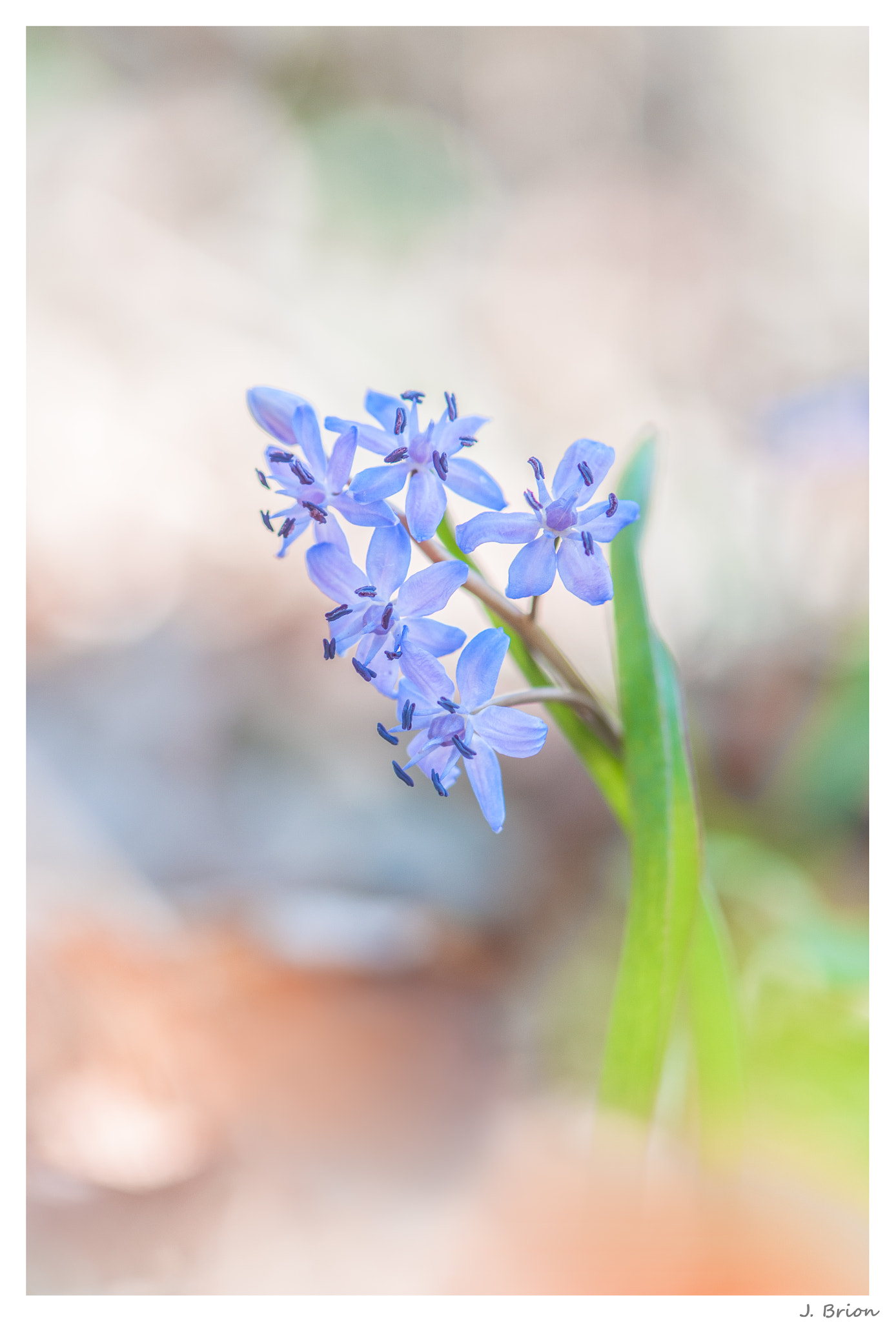 Nikon AF-S Micro-Nikkor 105mm F2.8G IF-ED VR sample photo. Merveille de mars ... photography