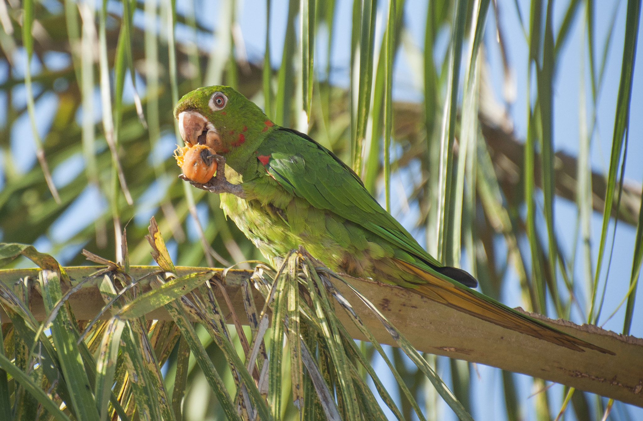 Nikon D90 sample photo. Psittacara leucophthalmus photography