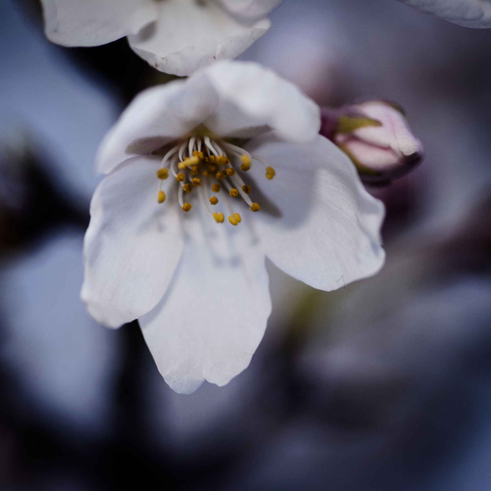 Nikon D7100 sample photo. And a perfect blossom photography