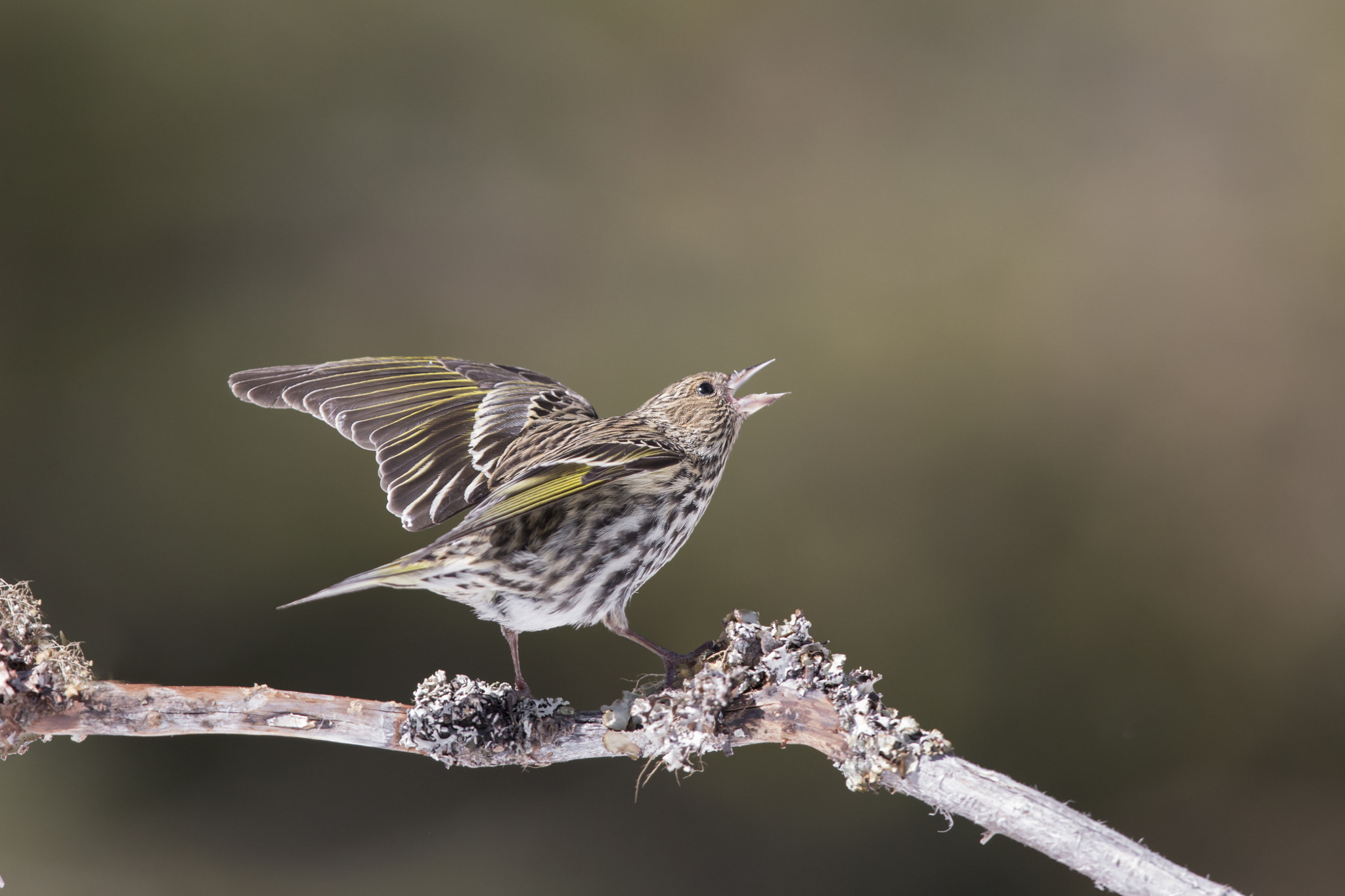 Canon EF 600mm F4L IS II USM sample photo. Pine siskin - fight for food photography
