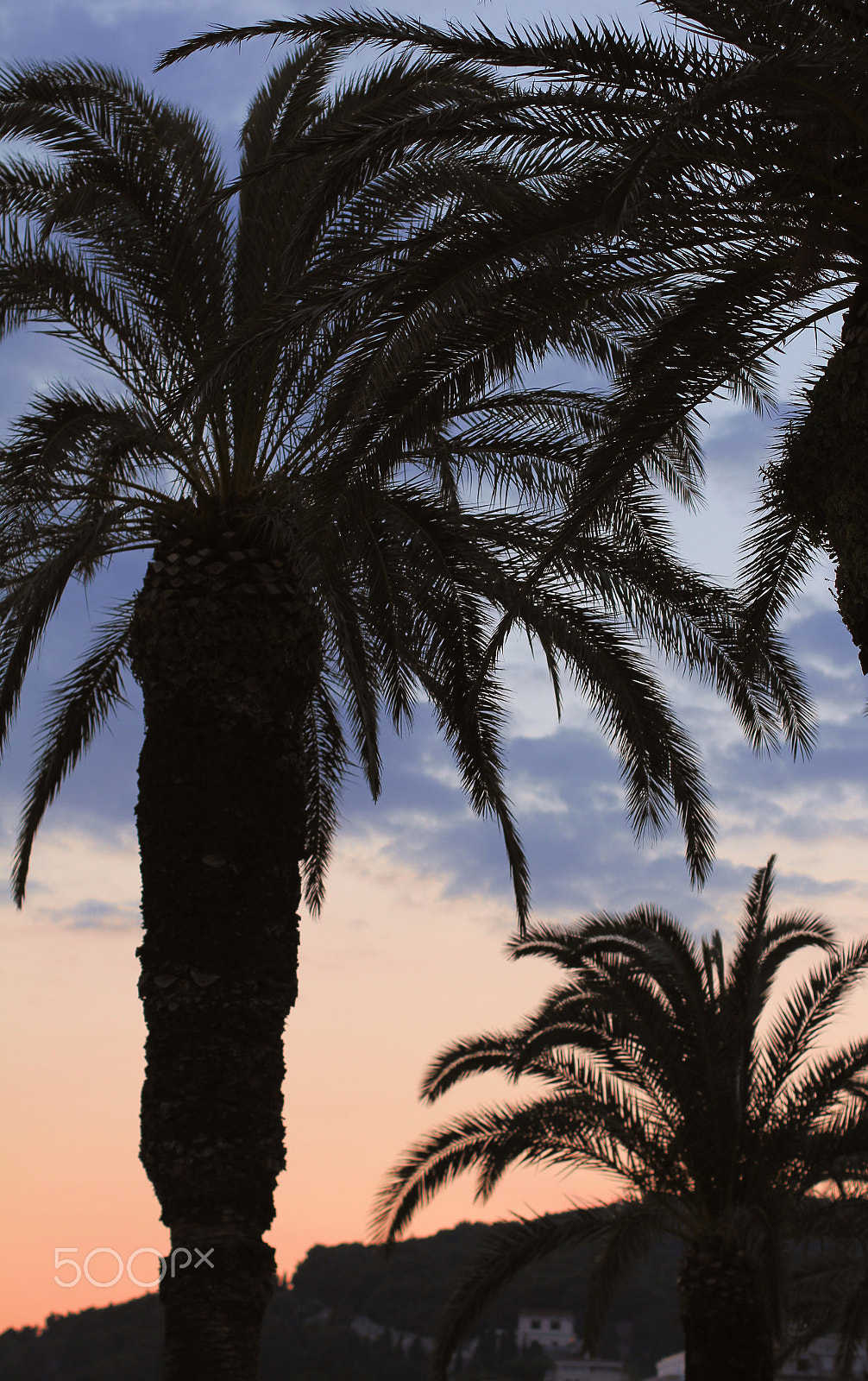 Canon EOS 60D + Canon EF 50mm F1.4 USM sample photo. Palm trees at sunset photography