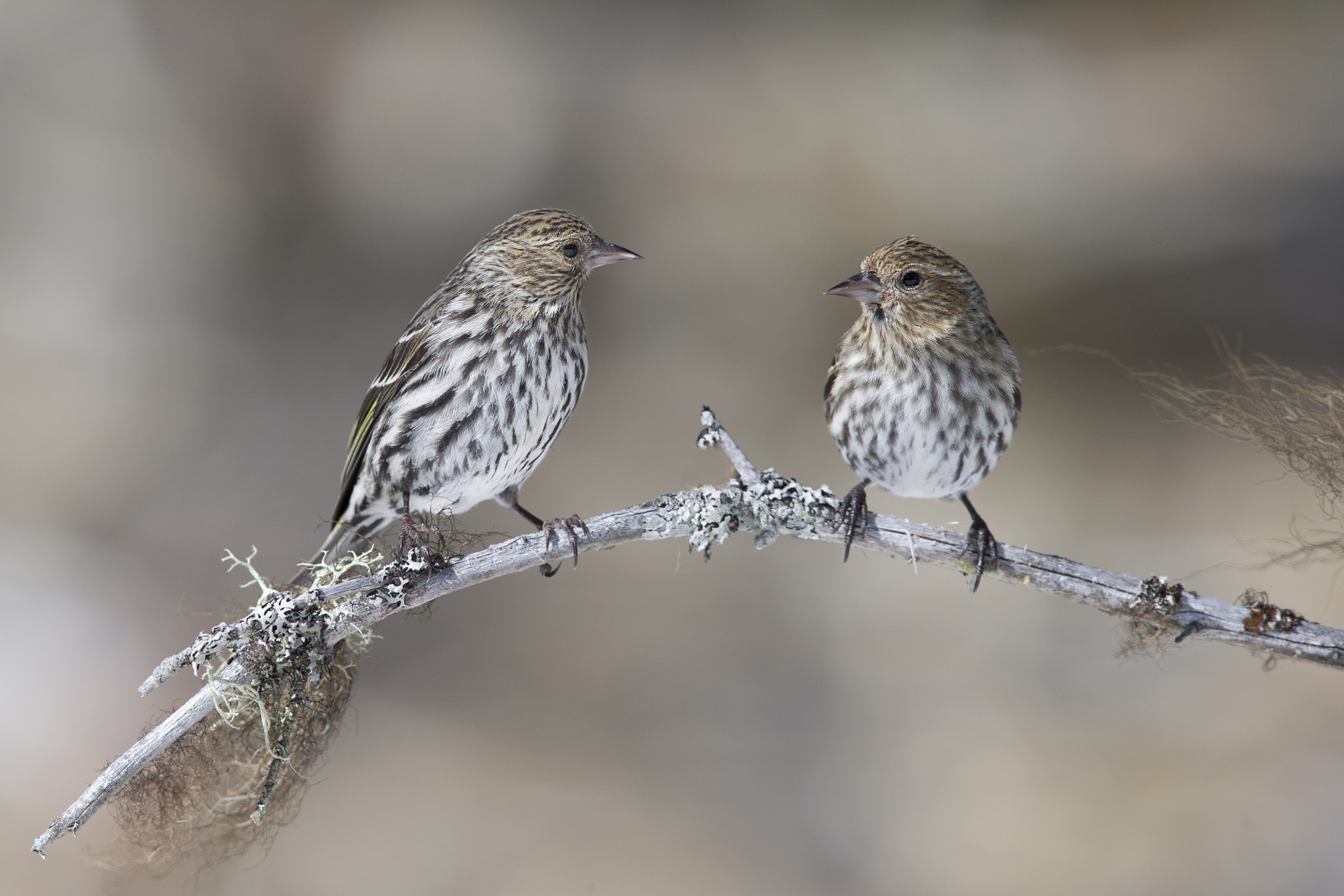 Canon EOS-1D X + Canon EF 600mm F4L IS II USM sample photo. Pine siskin photography