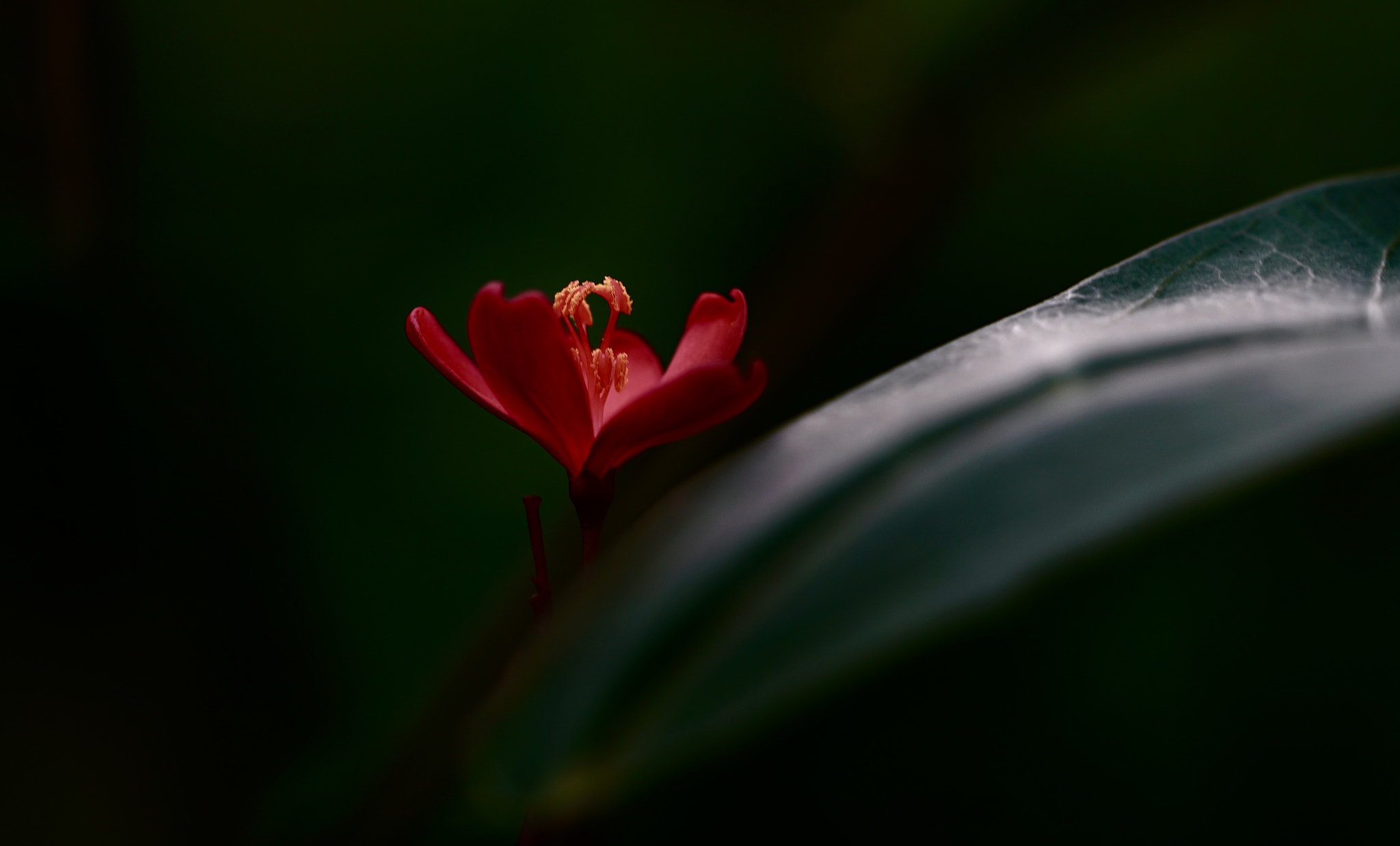 Sony a7R II sample photo. The light over the flower photography