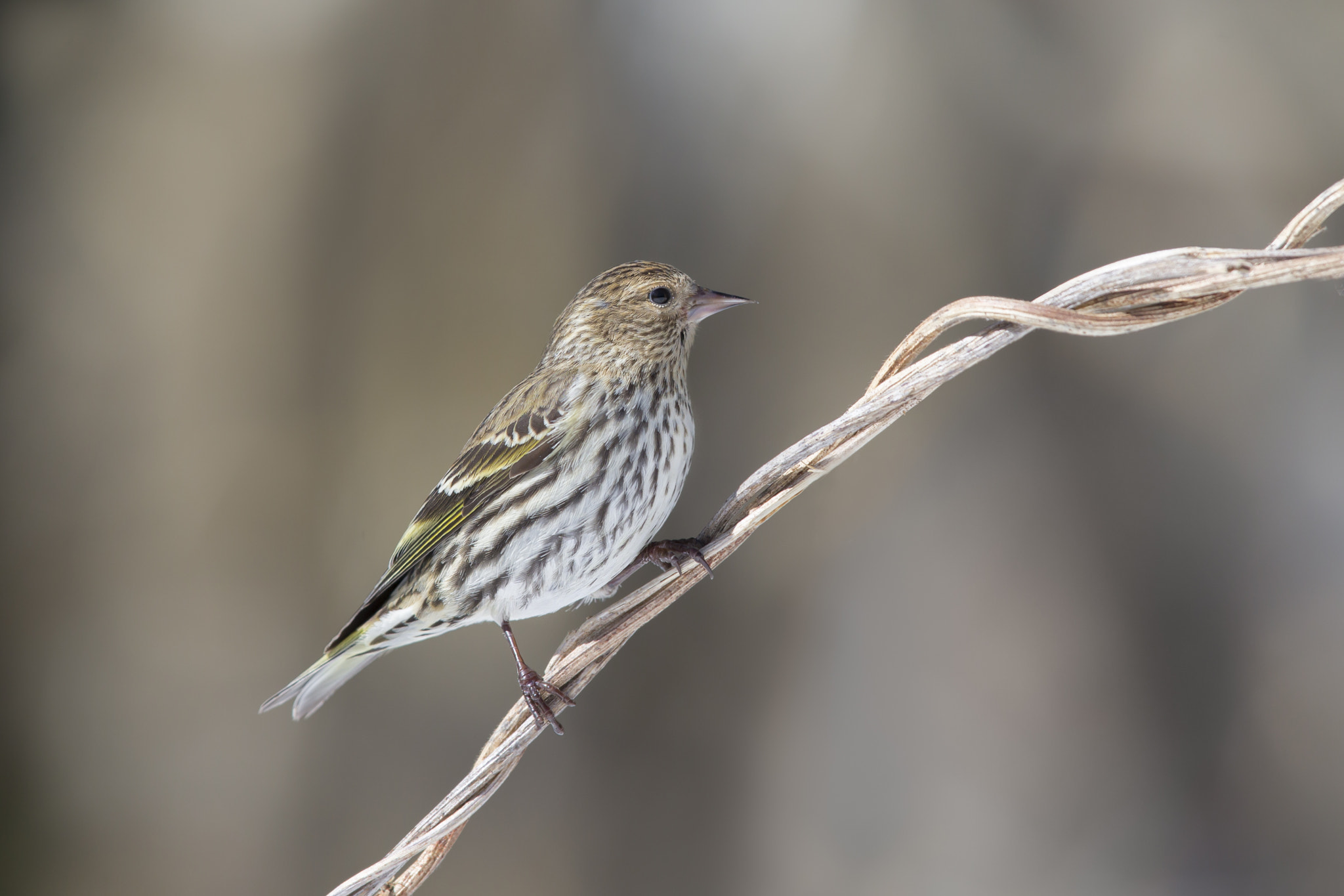 Canon EF 600mm F4L IS II USM sample photo. Pine siskin photography