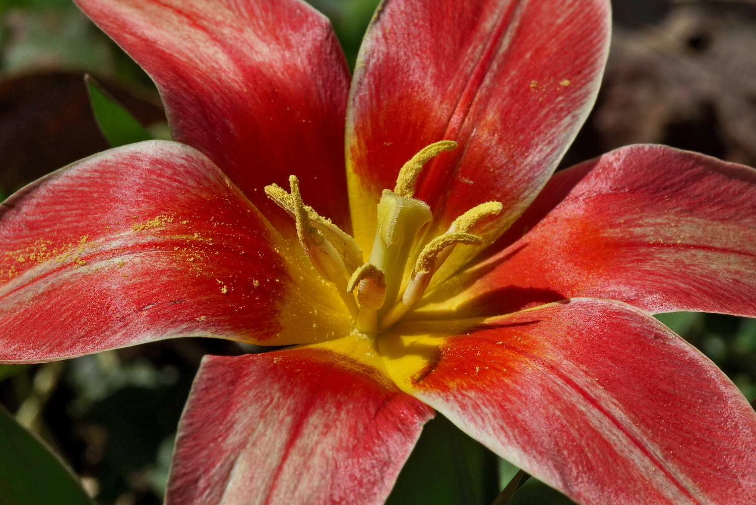 100mm F2.8 SSM sample photo. Tulip spread open photography