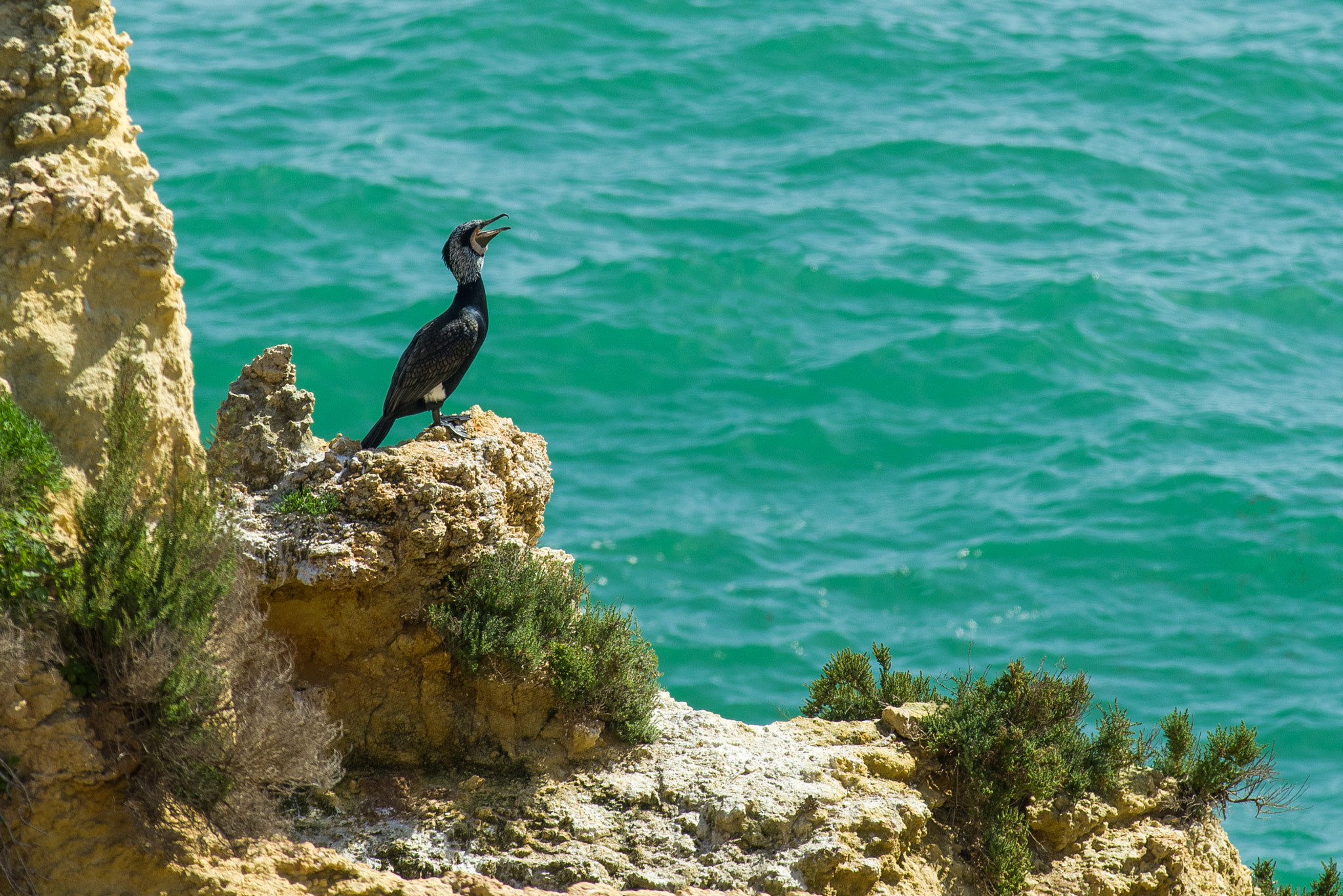 Pentax K-1 + Pentax smc DA* 300mm F4.0 ED (IF) SDM sample photo. Cormorant on the rock photography