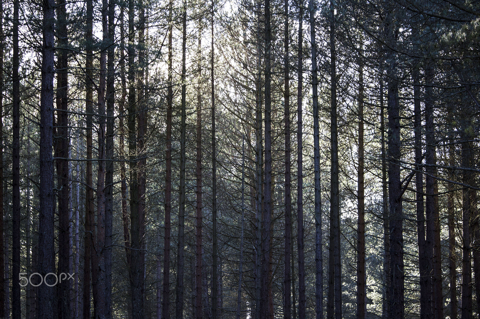 Canon EF-S 55-250mm F4-5.6 IS STM sample photo. Scottish forest photography