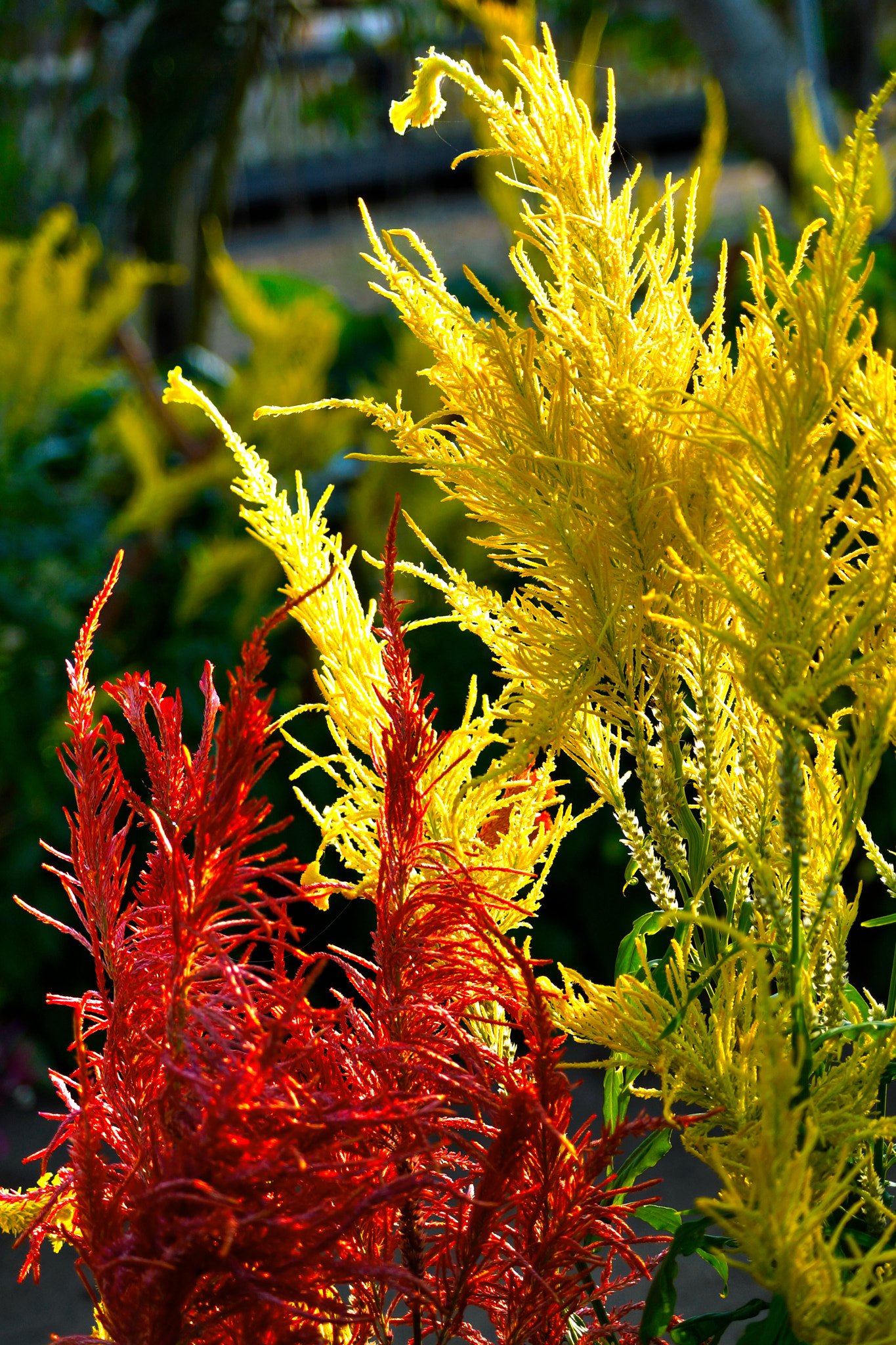 Sony a99 II + Sony DT 55-200mm F4-5.6 SAM sample photo. Red and yellow plants in the garden photography