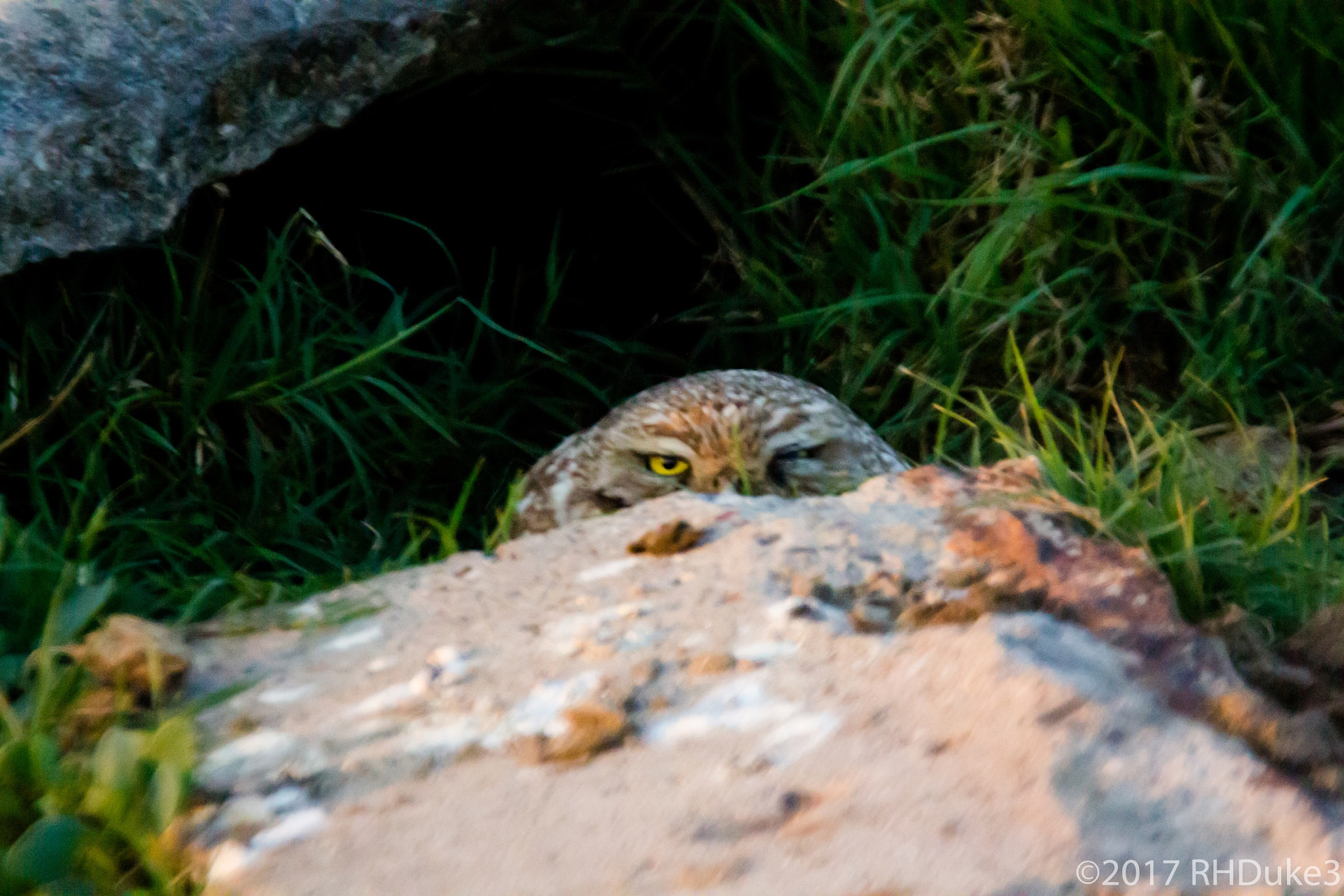 150-600mm F5-6.3 DG OS HSM | Sports 014 sample photo. Staring contest photography