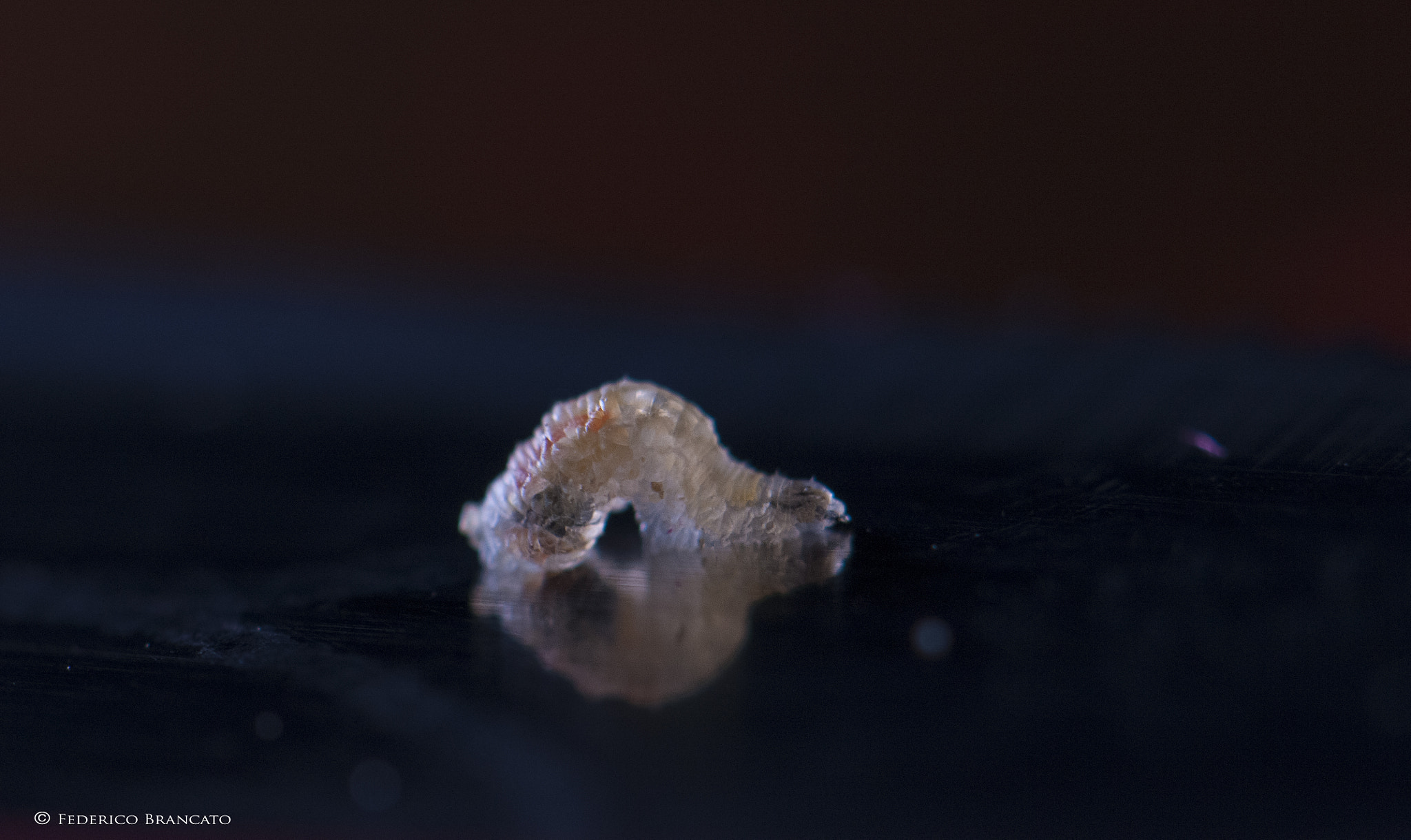 Nikon AF-S Micro-Nikkor 105mm F2.8G IF-ED VR sample photo