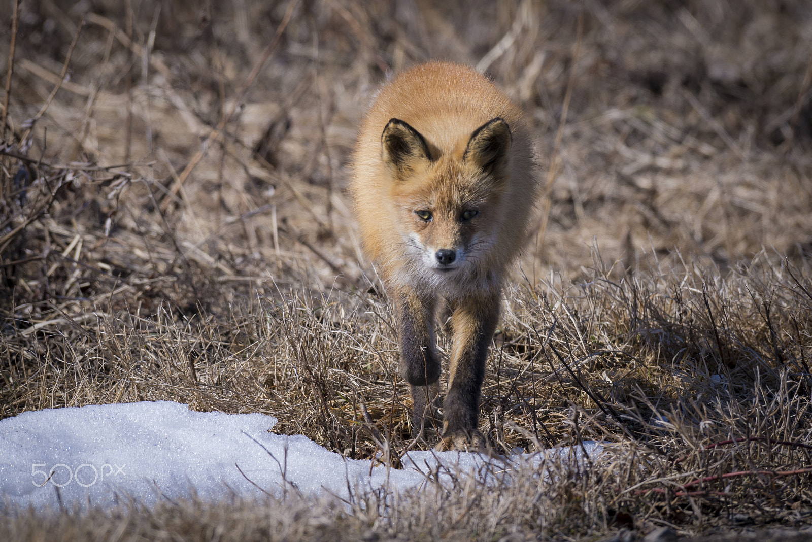 Nikon D610 sample photo. An old fox photography