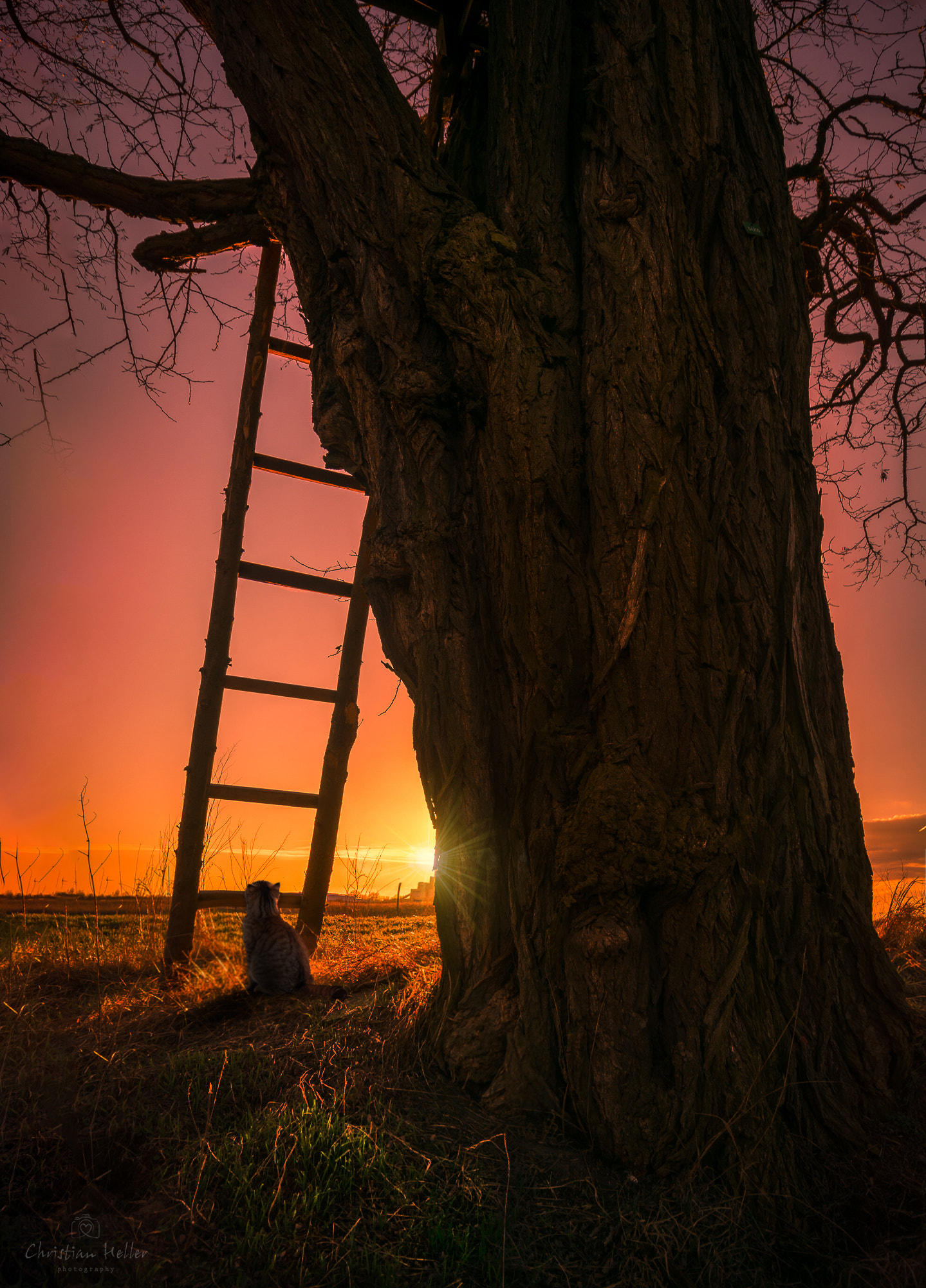 Sigma 10-20mm F4-5.6 EX DC HSM sample photo. Sunset with cat photography