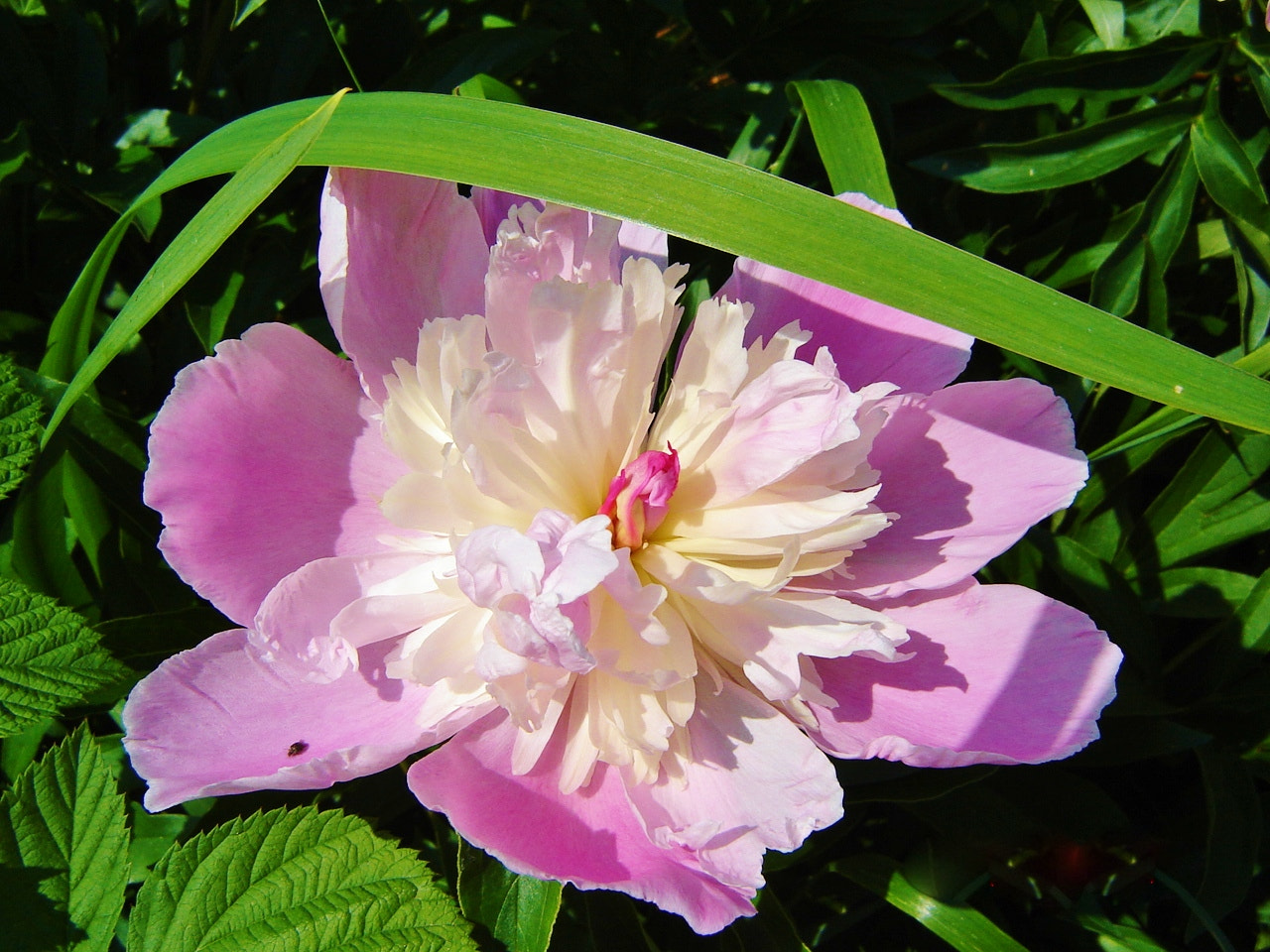 Sony DSC-S60 sample photo. Peony photography