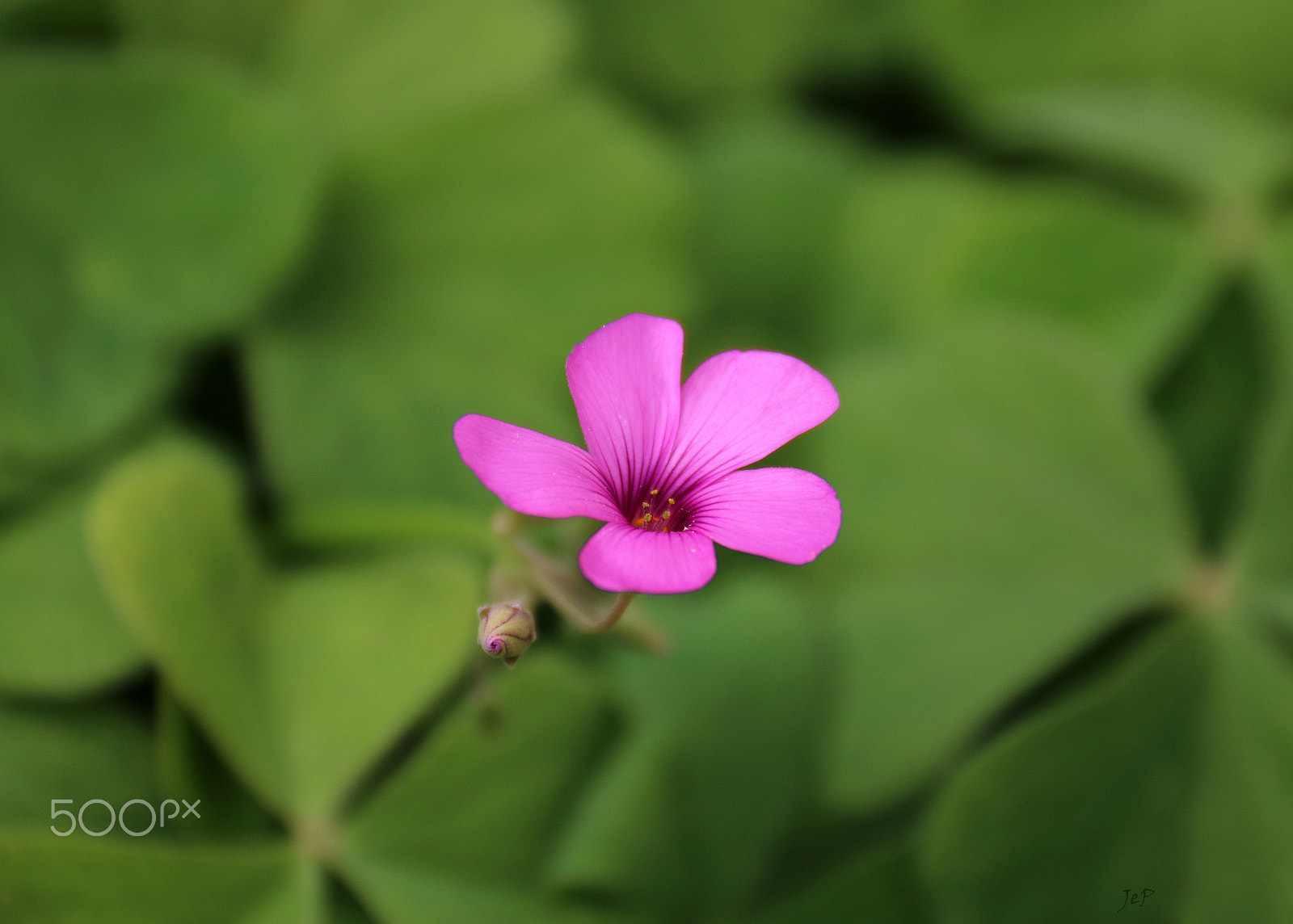 Canon EOS 760D (EOS Rebel T6s / EOS 8000D) sample photo. Flower time! photography