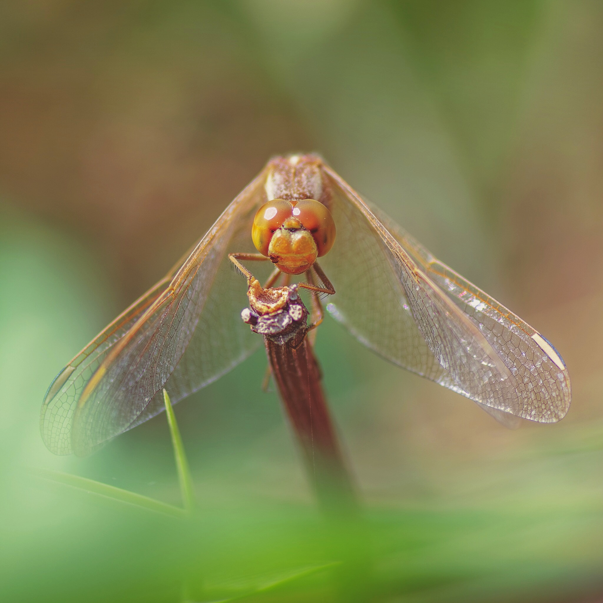 Pentax K-5 IIs + Pentax smc D-FA 100mm F2.8 Macro WR sample photo. Dragonfly photography