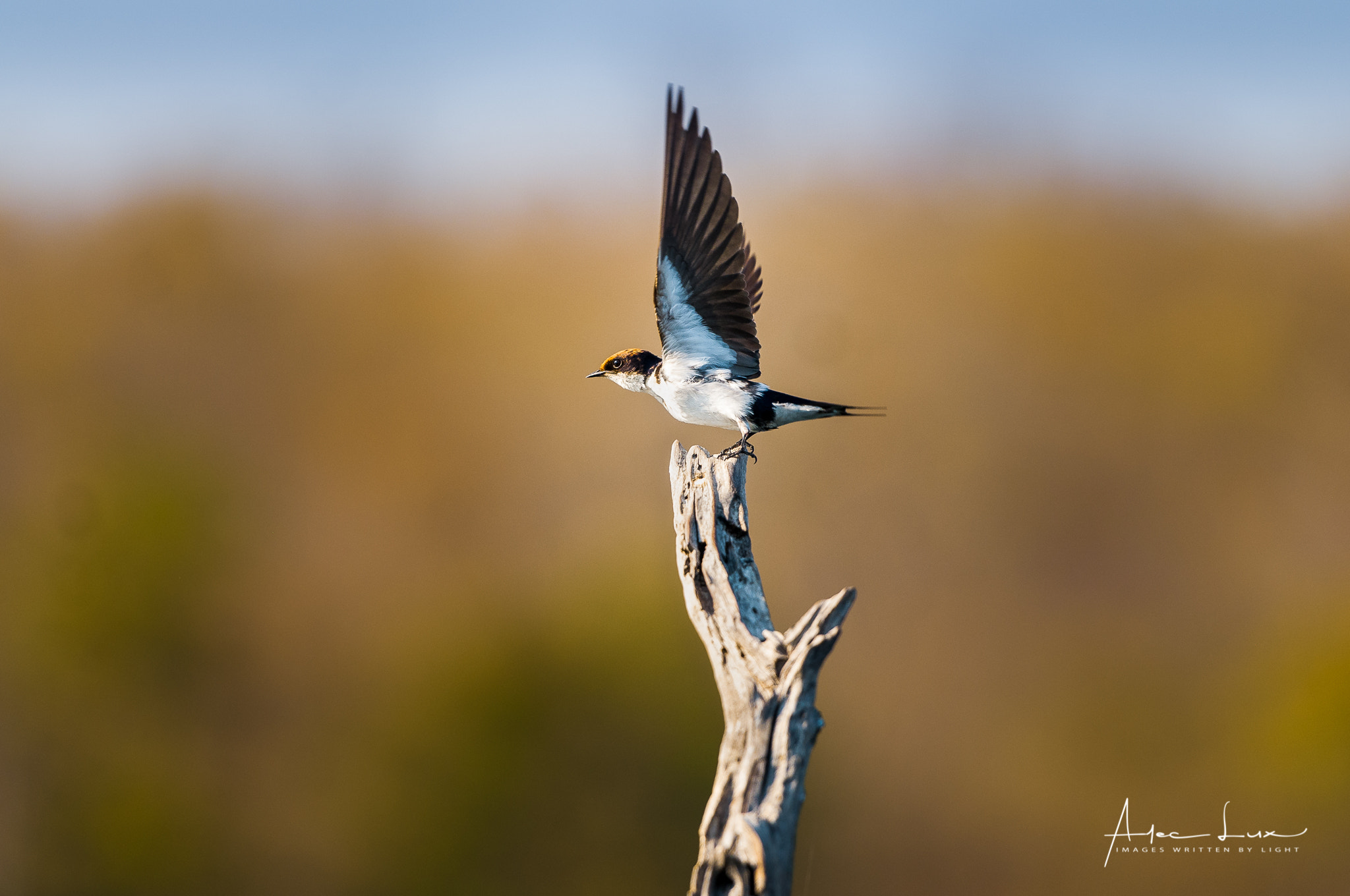 Nikon AF-S Nikkor 70-200mm F2.8G ED VR II sample photo. Ready, steady, go ! photography