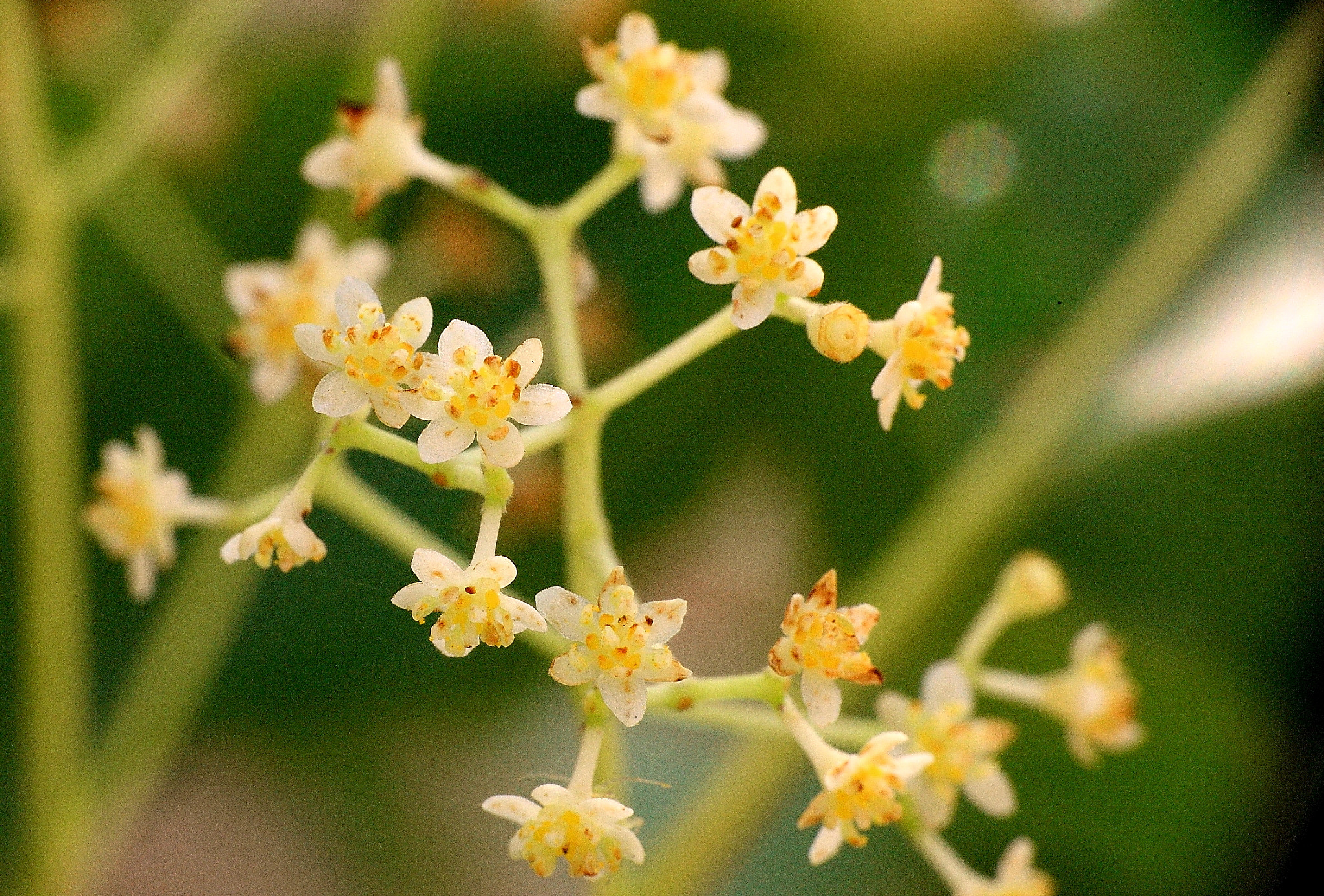 Canon EOS-1Ds Mark III sample photo. Flower photography